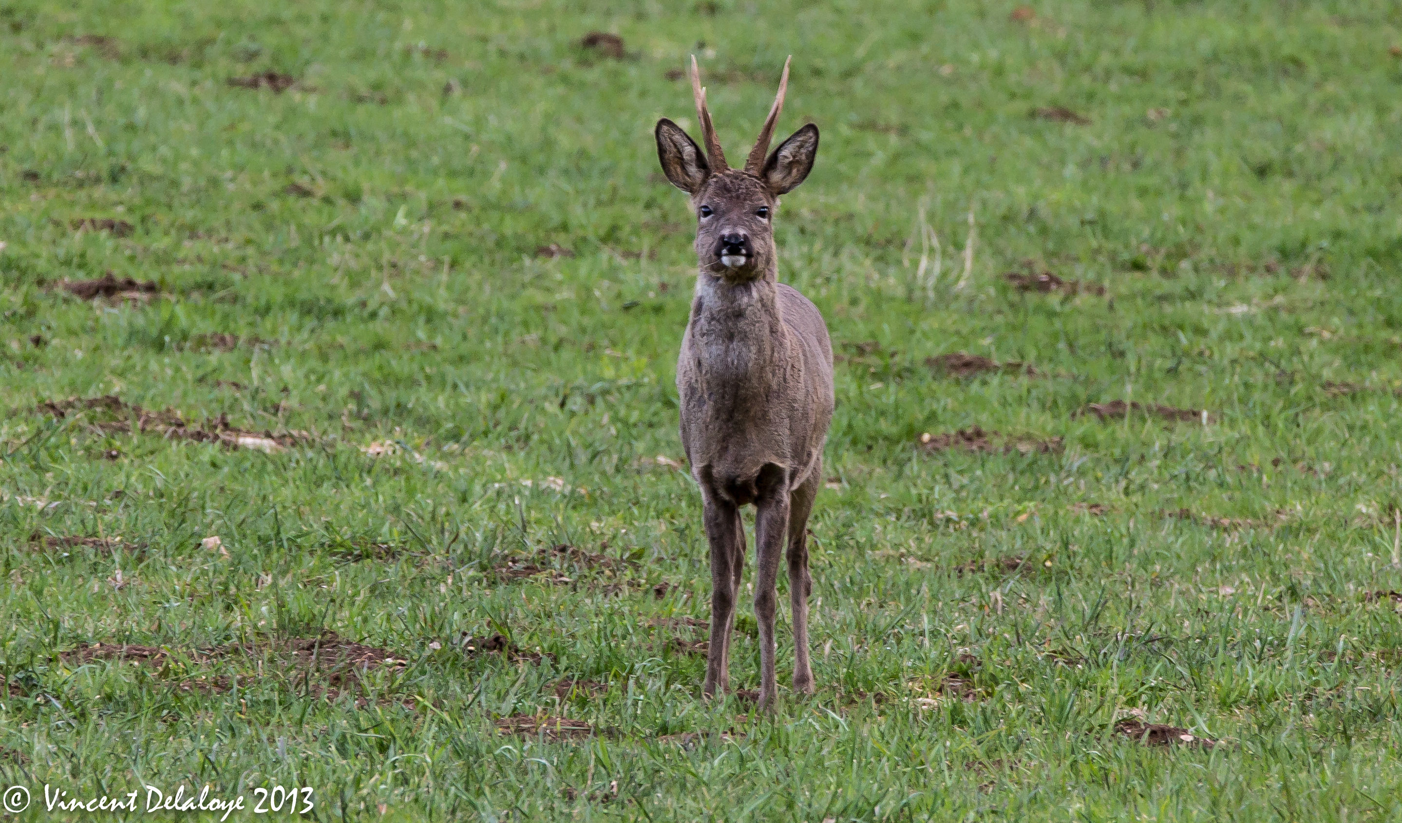 Male roe deer