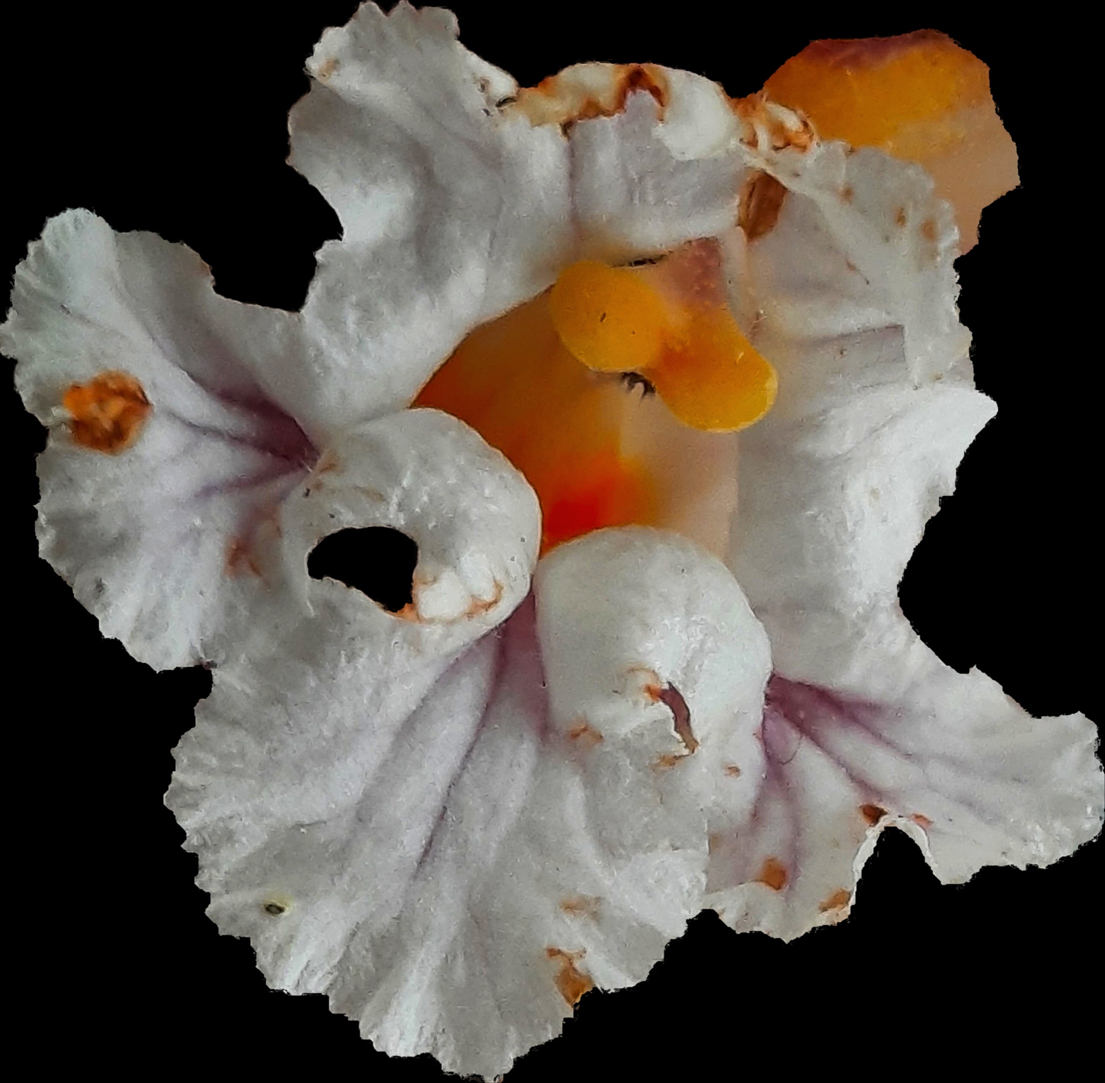 Quasi un' orchidea