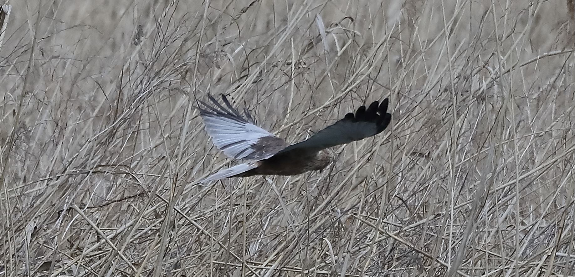 falco di palude 04-04-2022