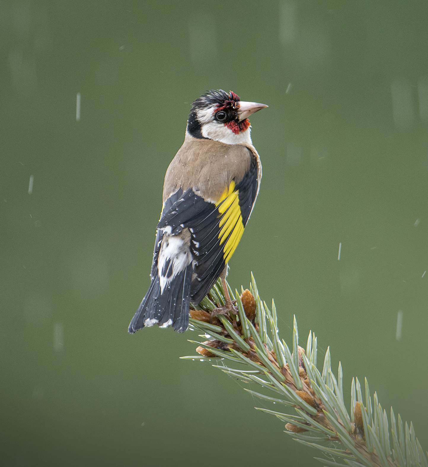 The beautiful and the rain