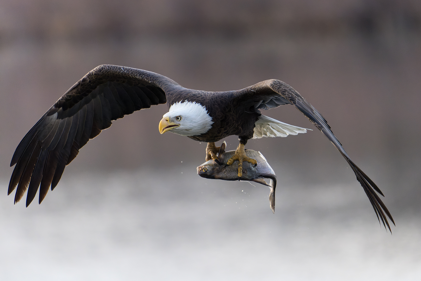 Aquila calva con cattura