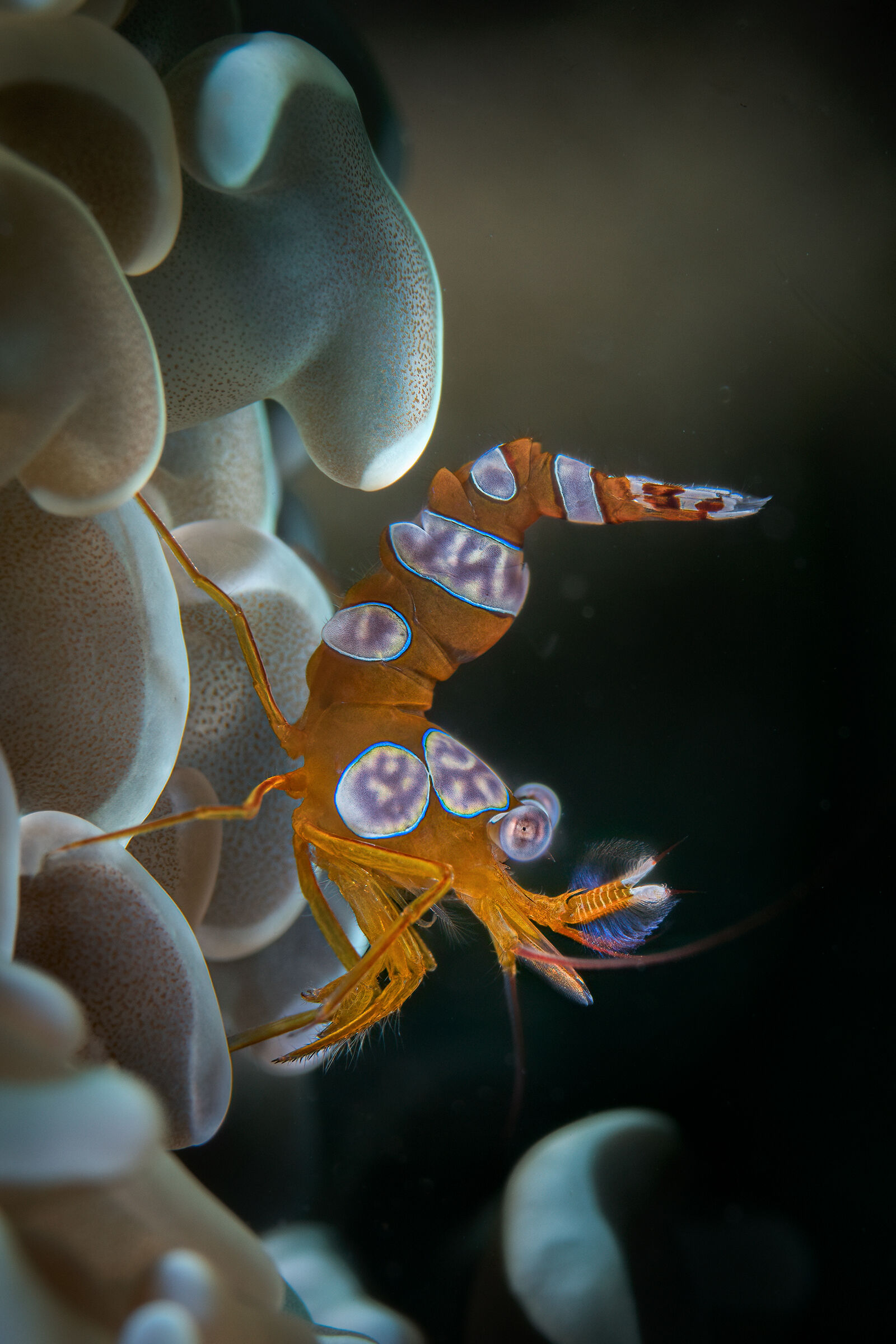 sexi shrimp  Thor amboinensis