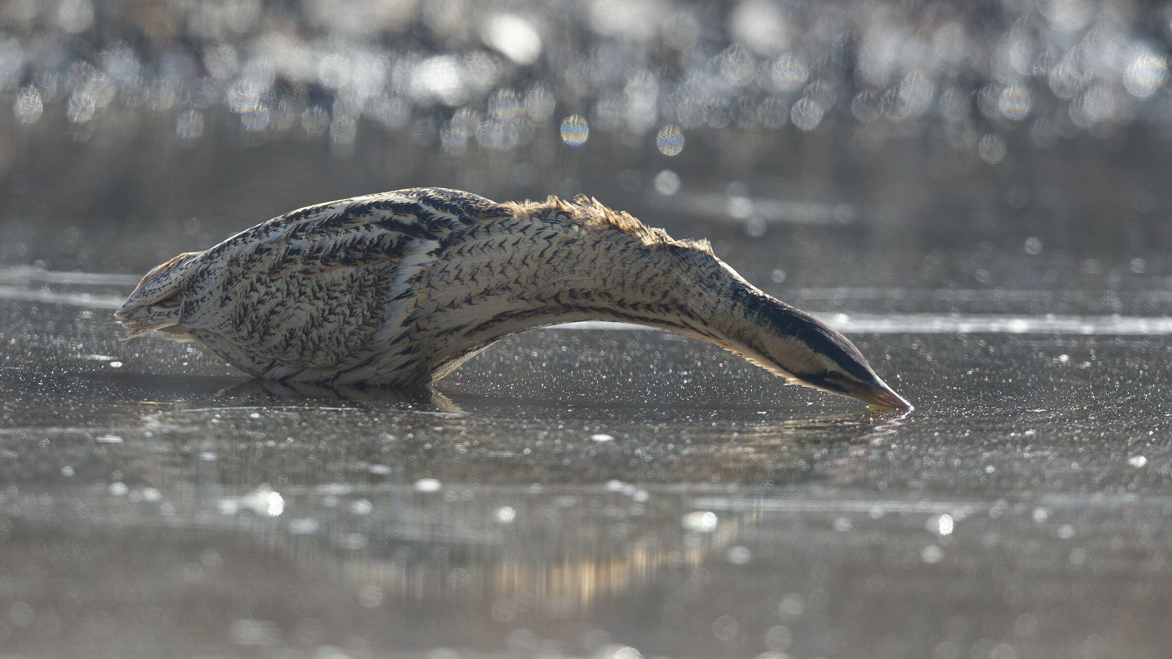 Tarabuso (Botaurus stellaris)