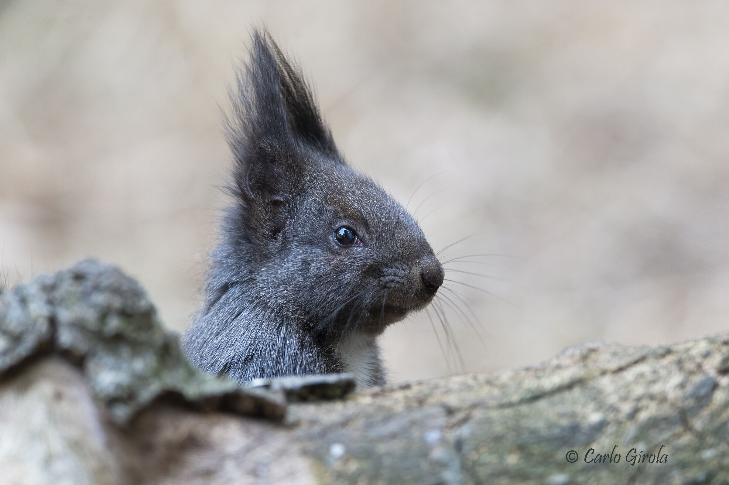 Squirrel (Sciurus vulgaris)