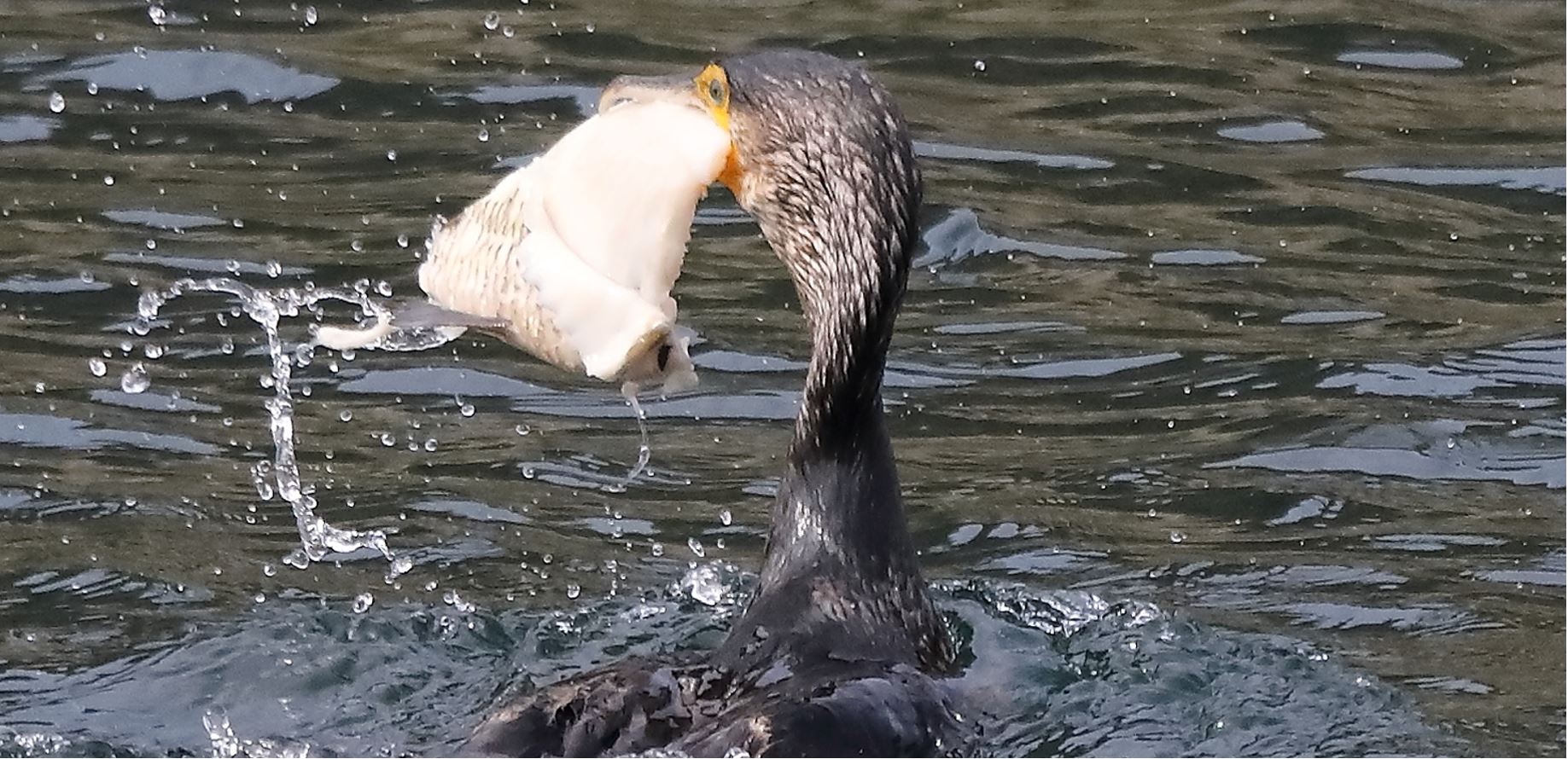 cormorano 06-04-2022