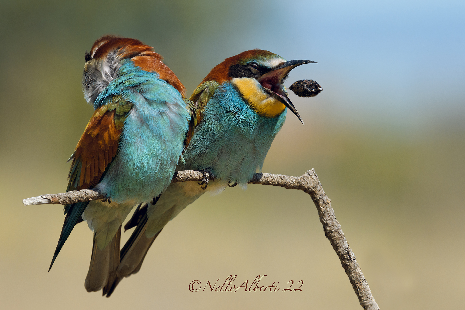 gruccioni rigurgito della borra