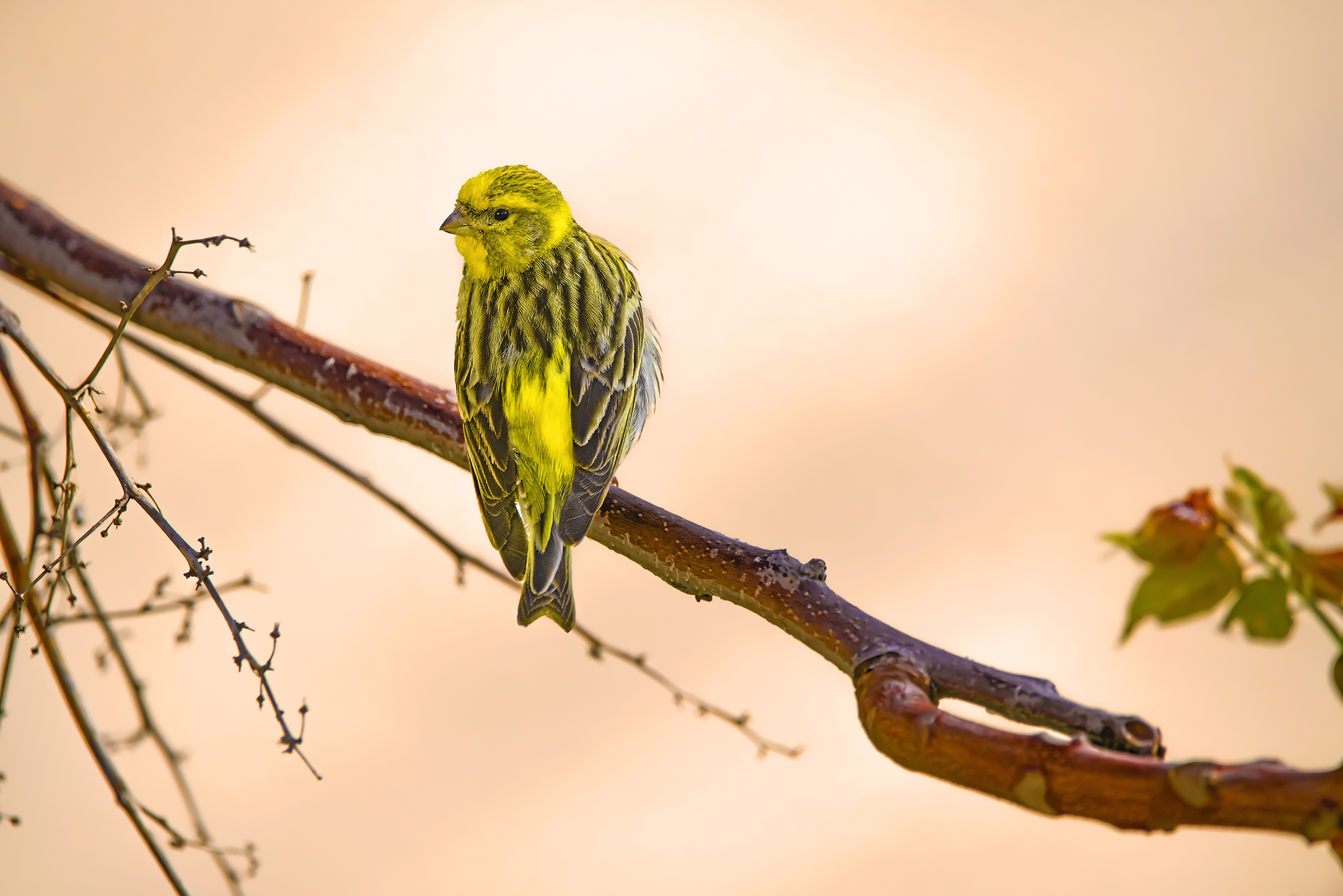 Verzellino early morning