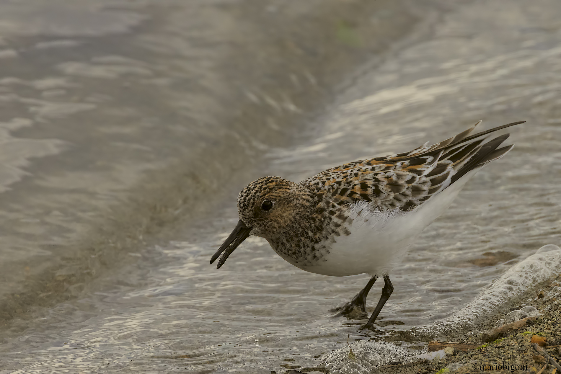 Three-toed sandpiper