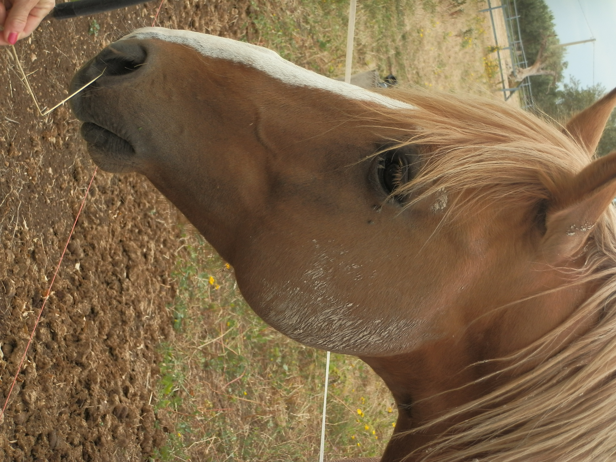 equine buffer