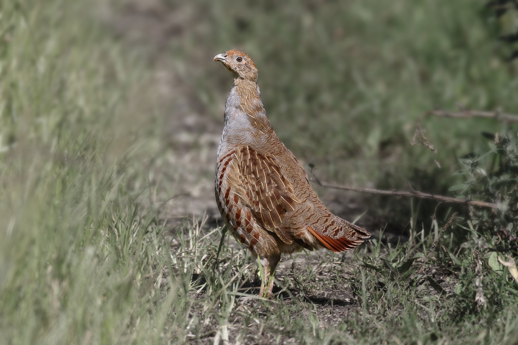 Partridge