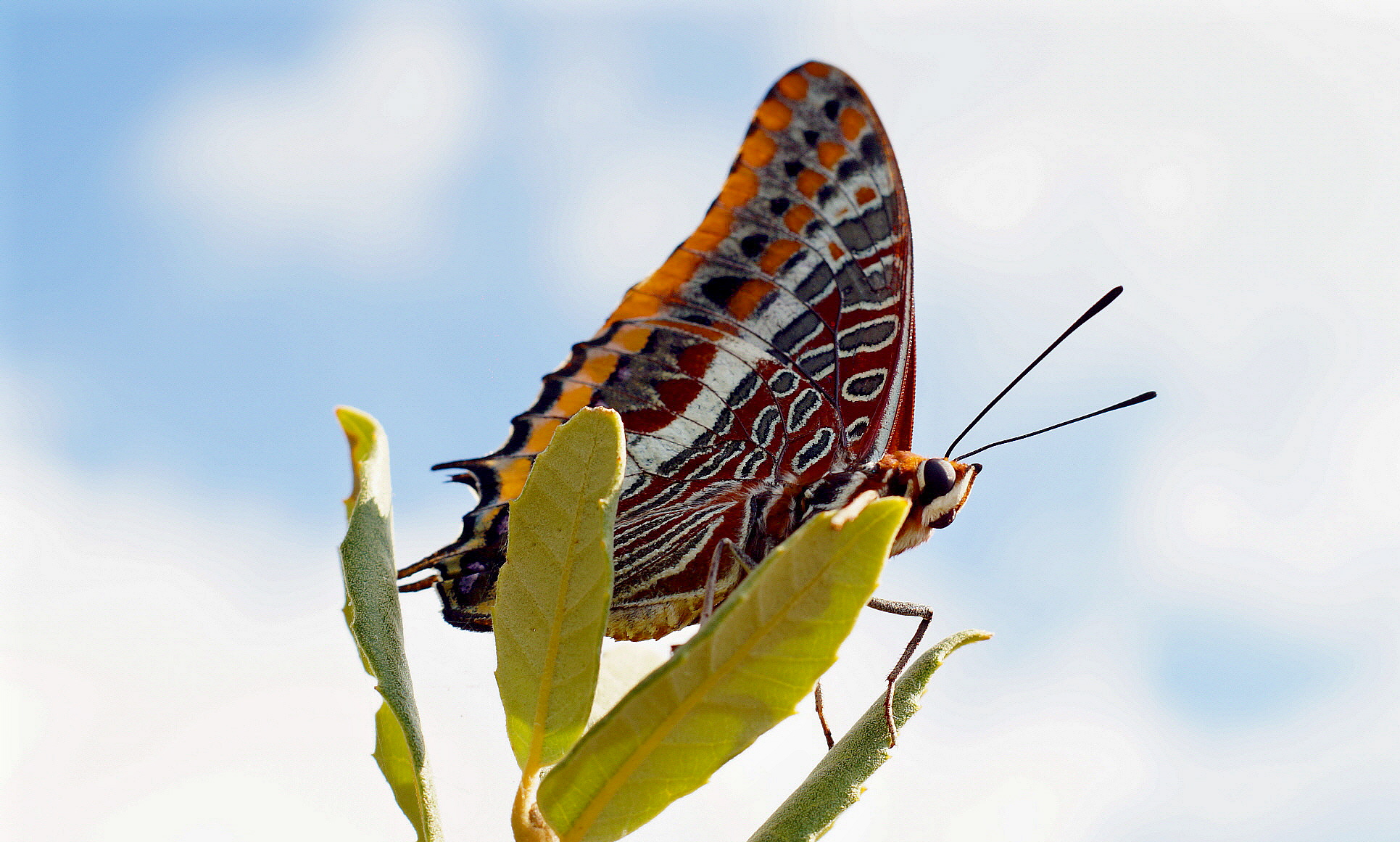 Di controllo sopra il leccio!