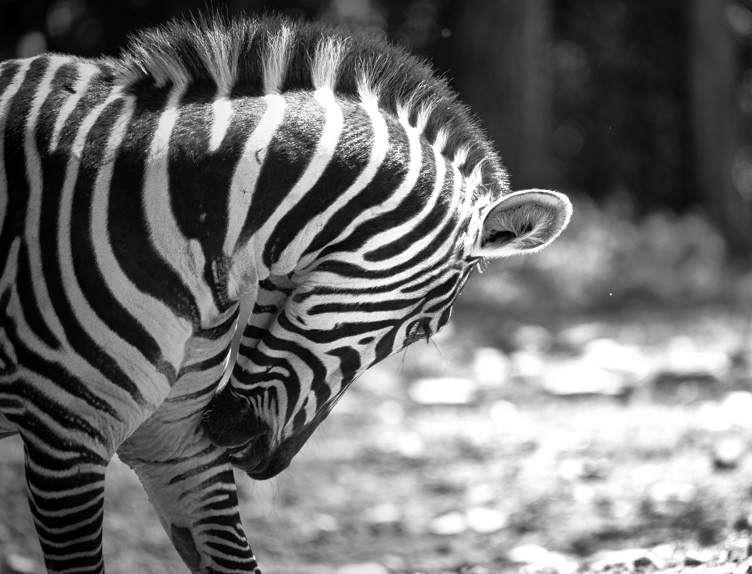 Zebra