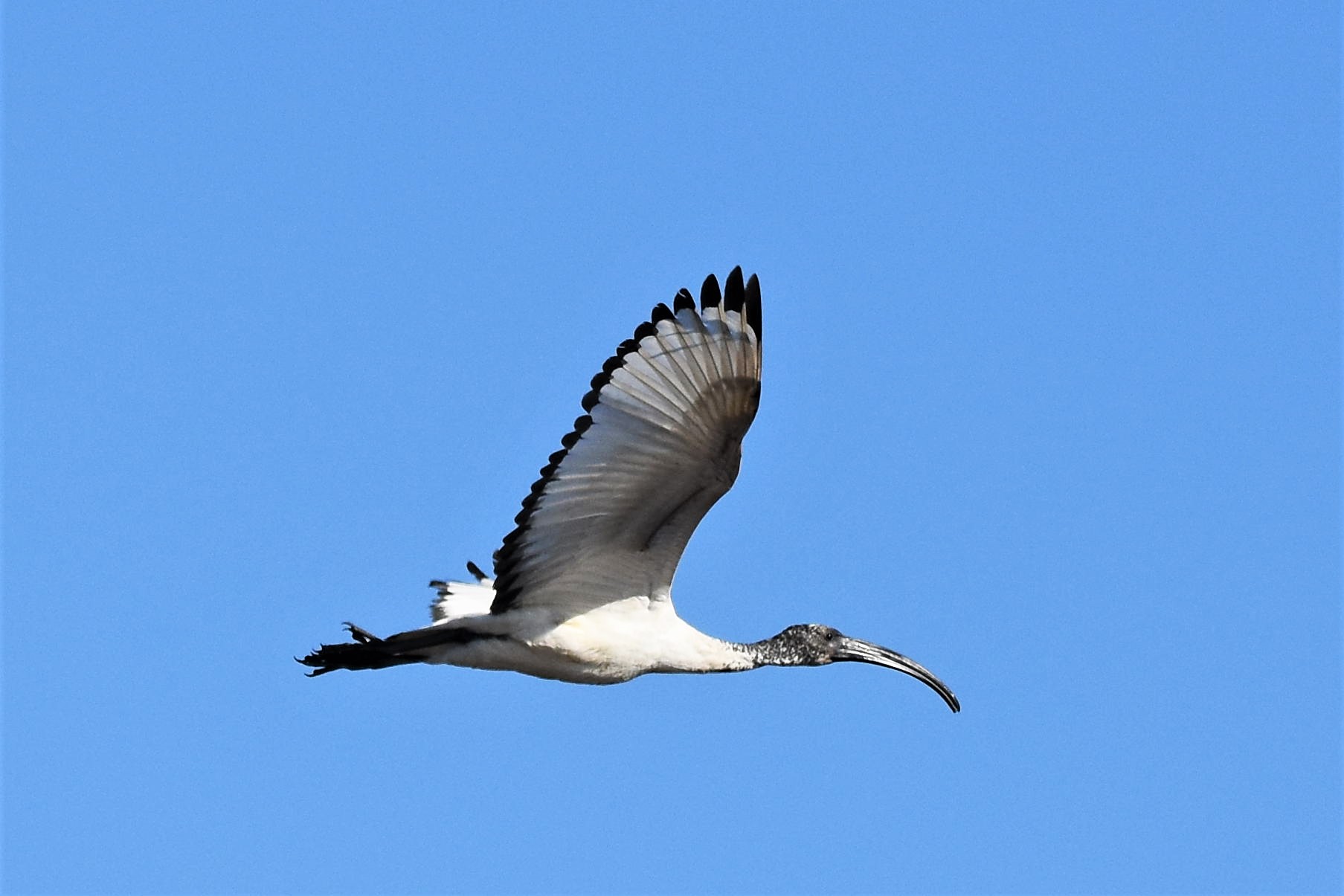 Sacred ibis