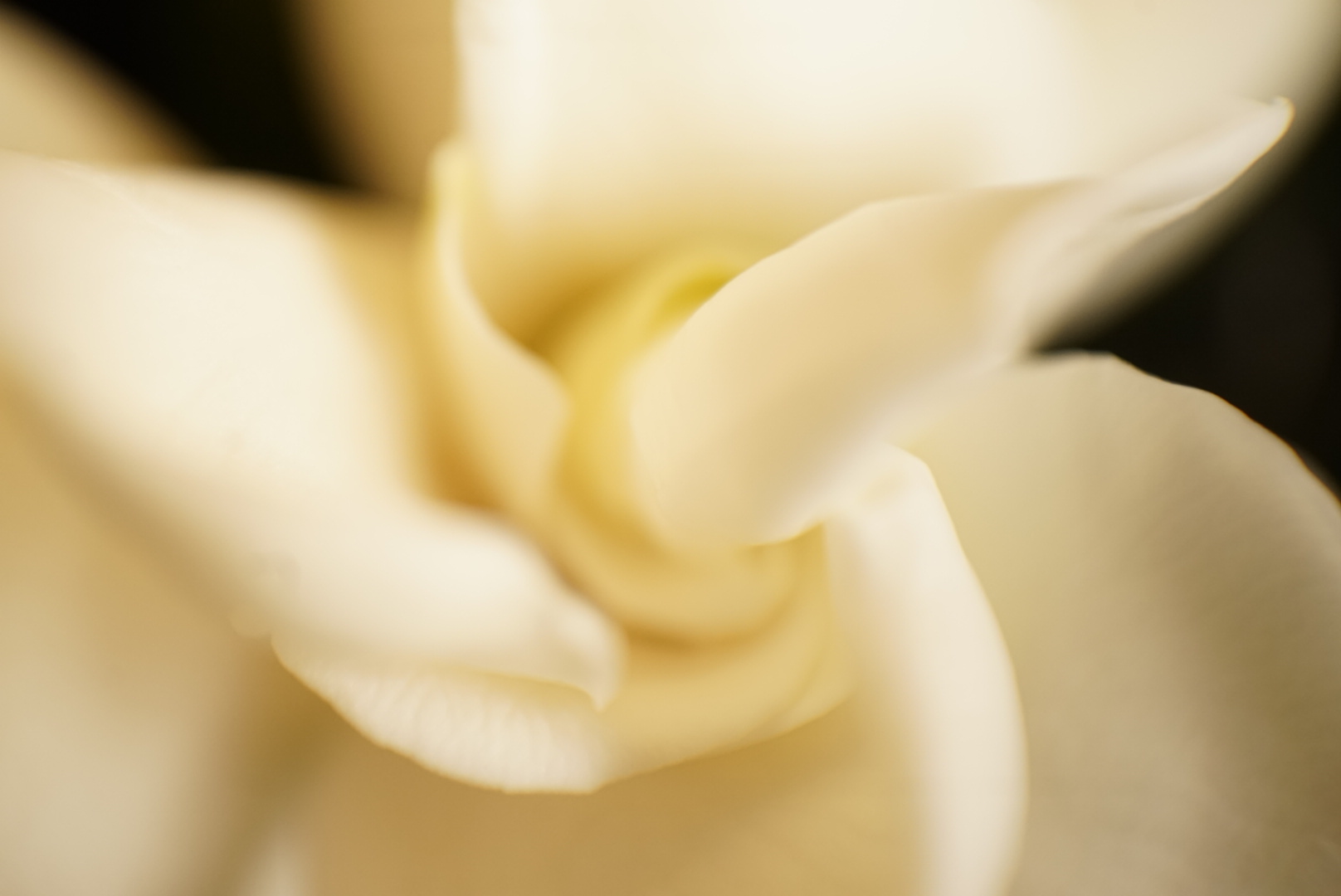 Gardenia