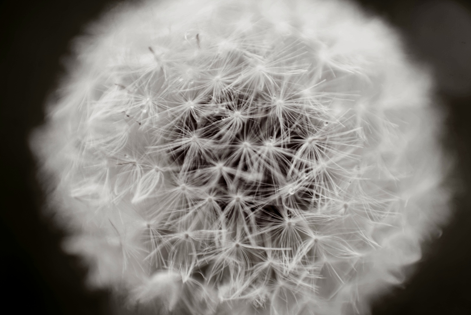 Dandelion