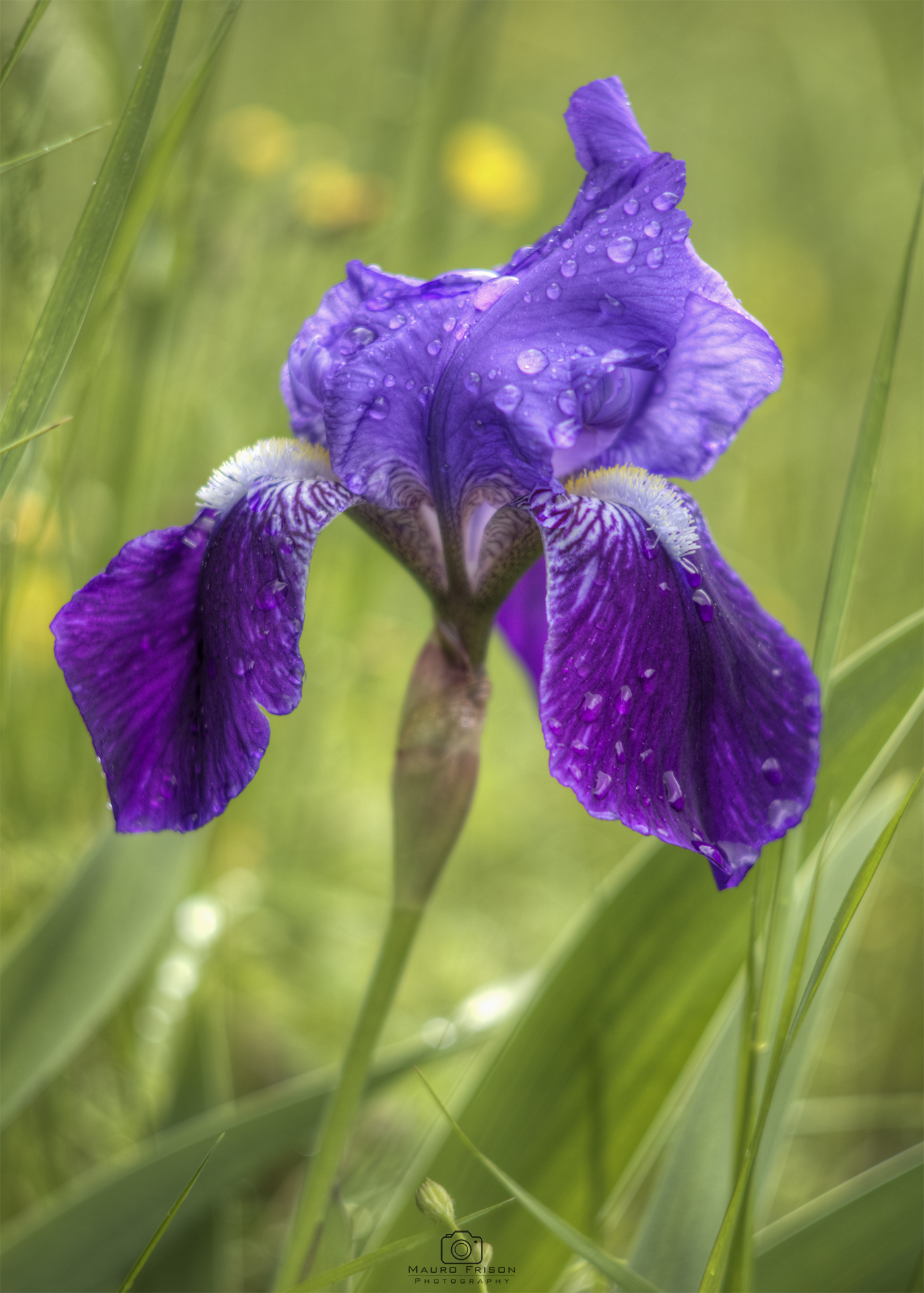 Iris sibirica