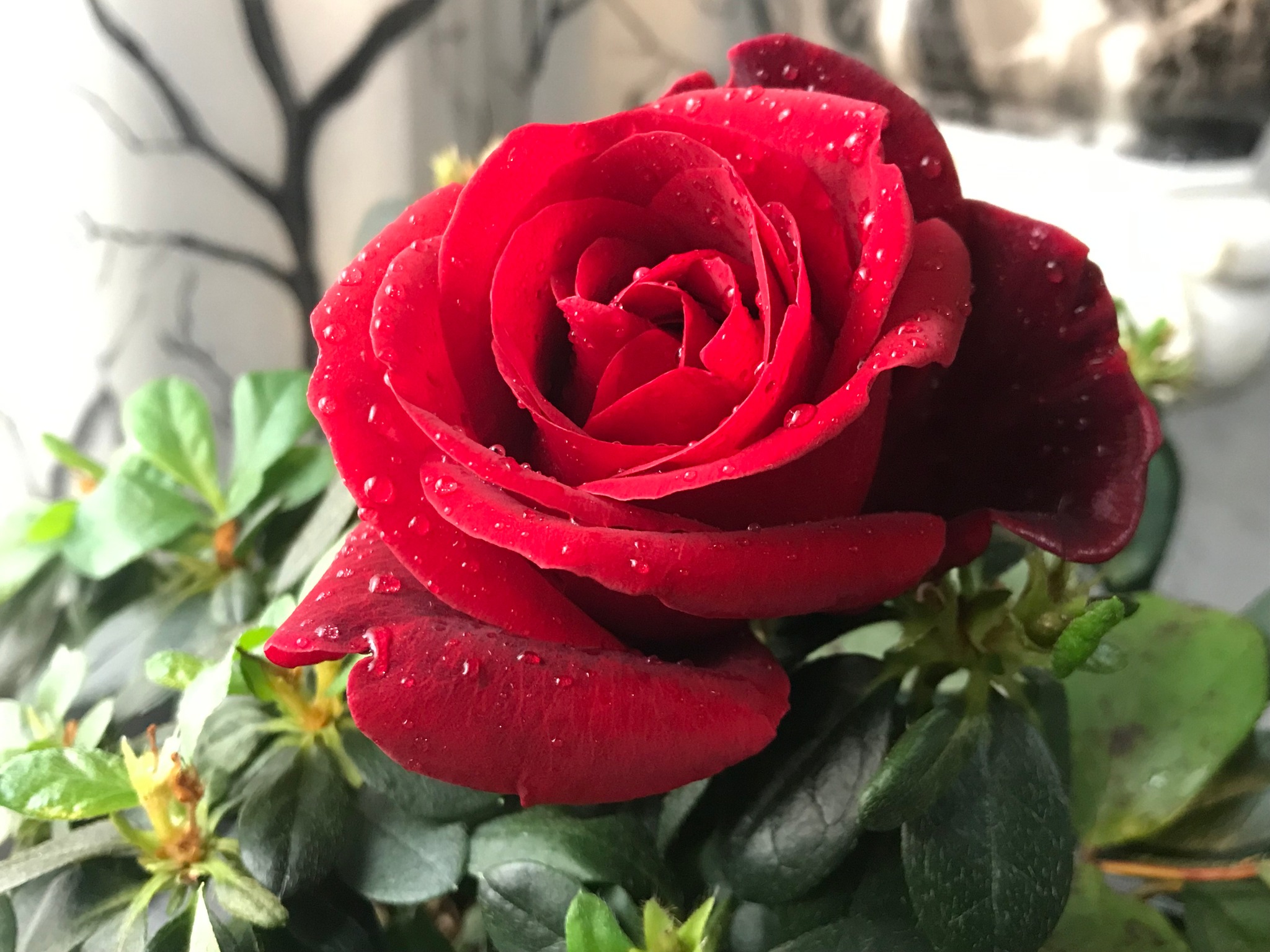 red rose