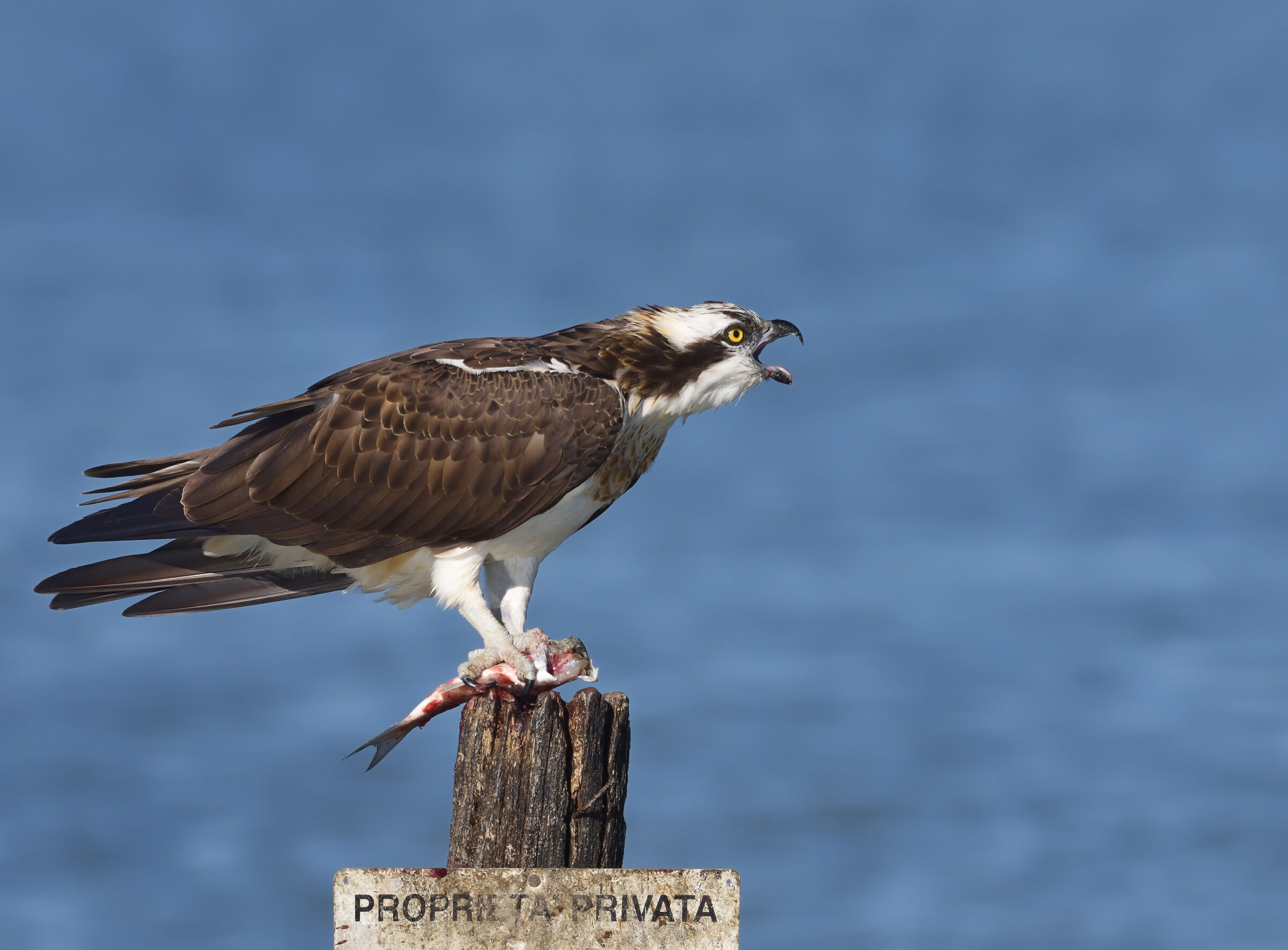 Osprey
