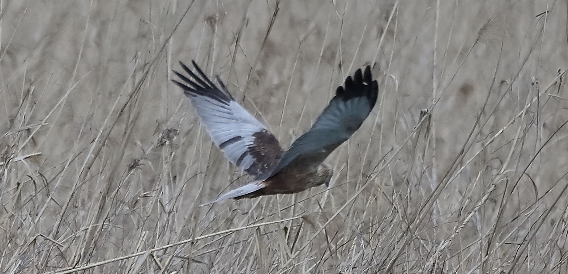 marsh harrier 04-04-2022