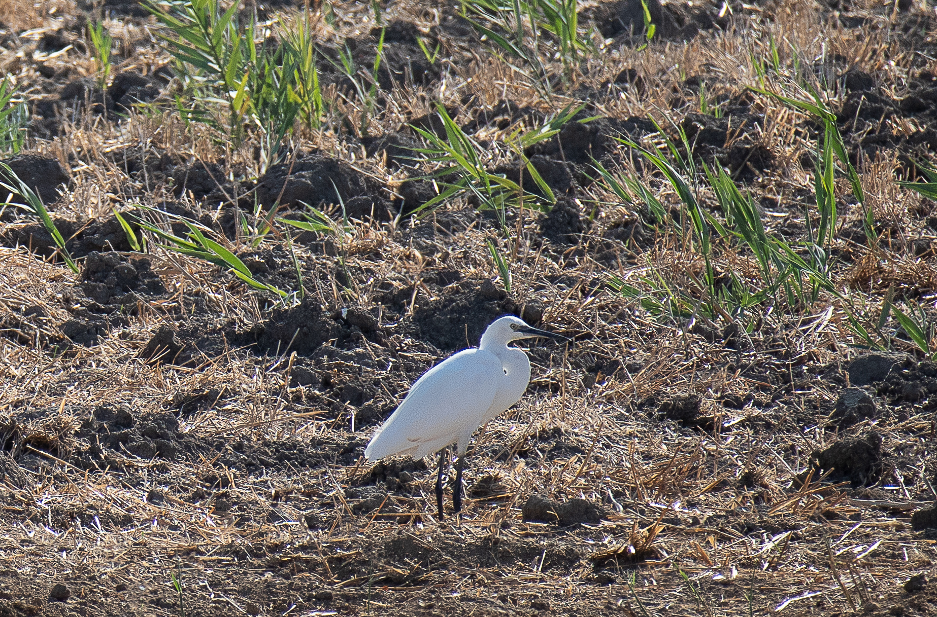 Birdlife, Coltano Natural Park