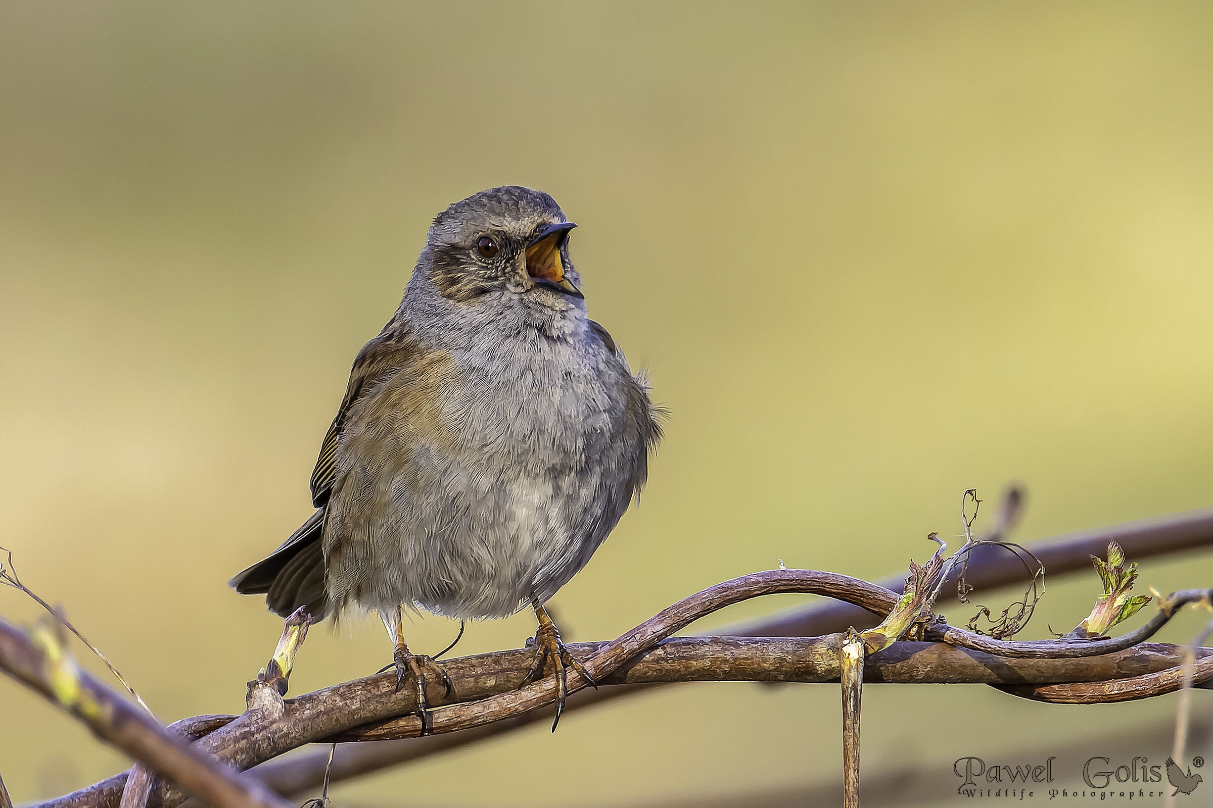 Dunnock (Prunella modularis)
