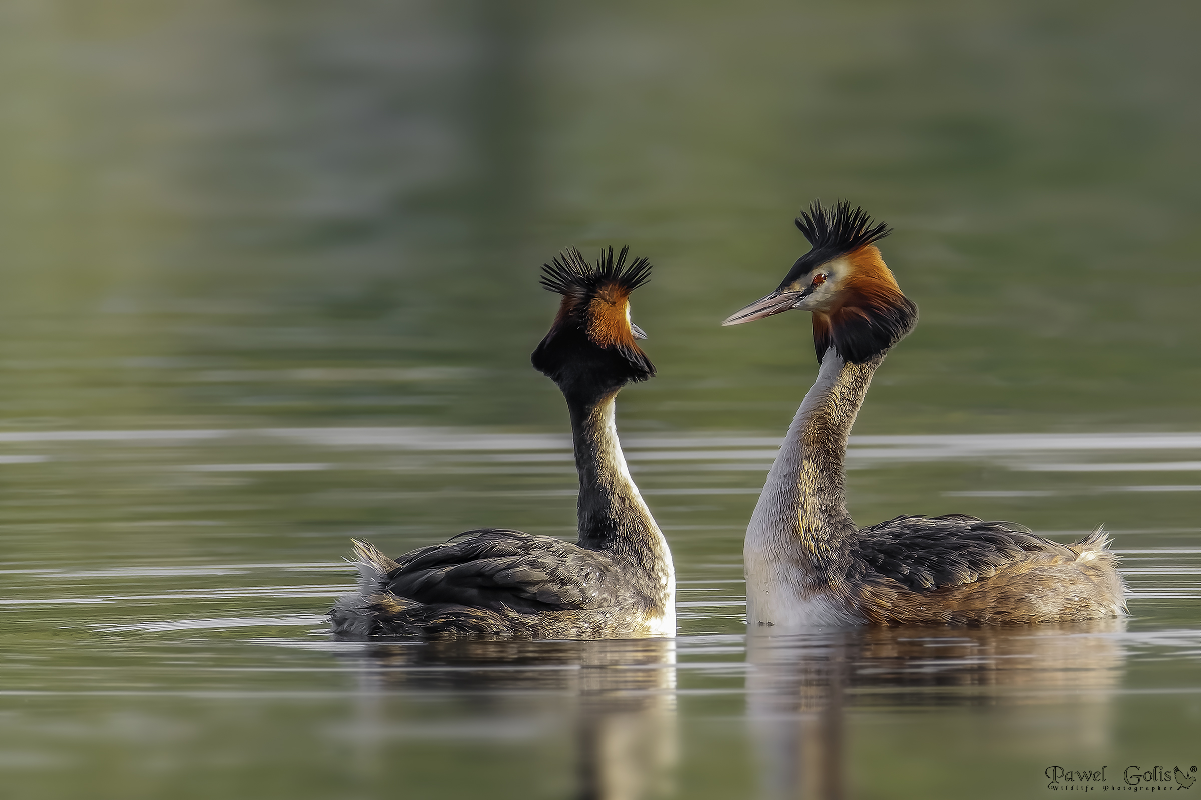 Great Crested Grebe (Podiceps cristatus)