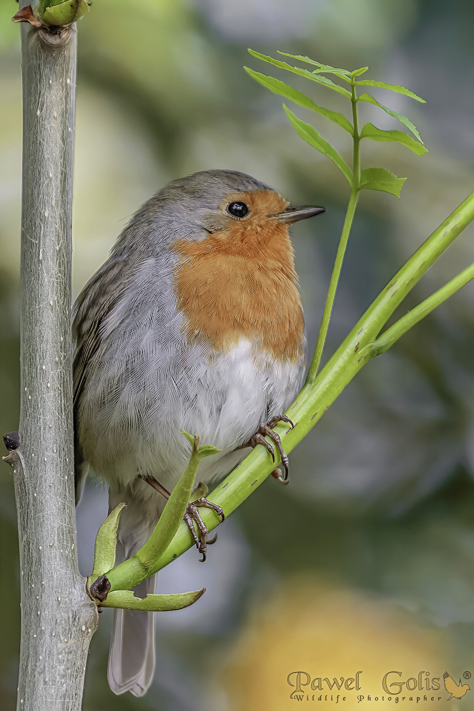 European robin (Erithacus rubecula)