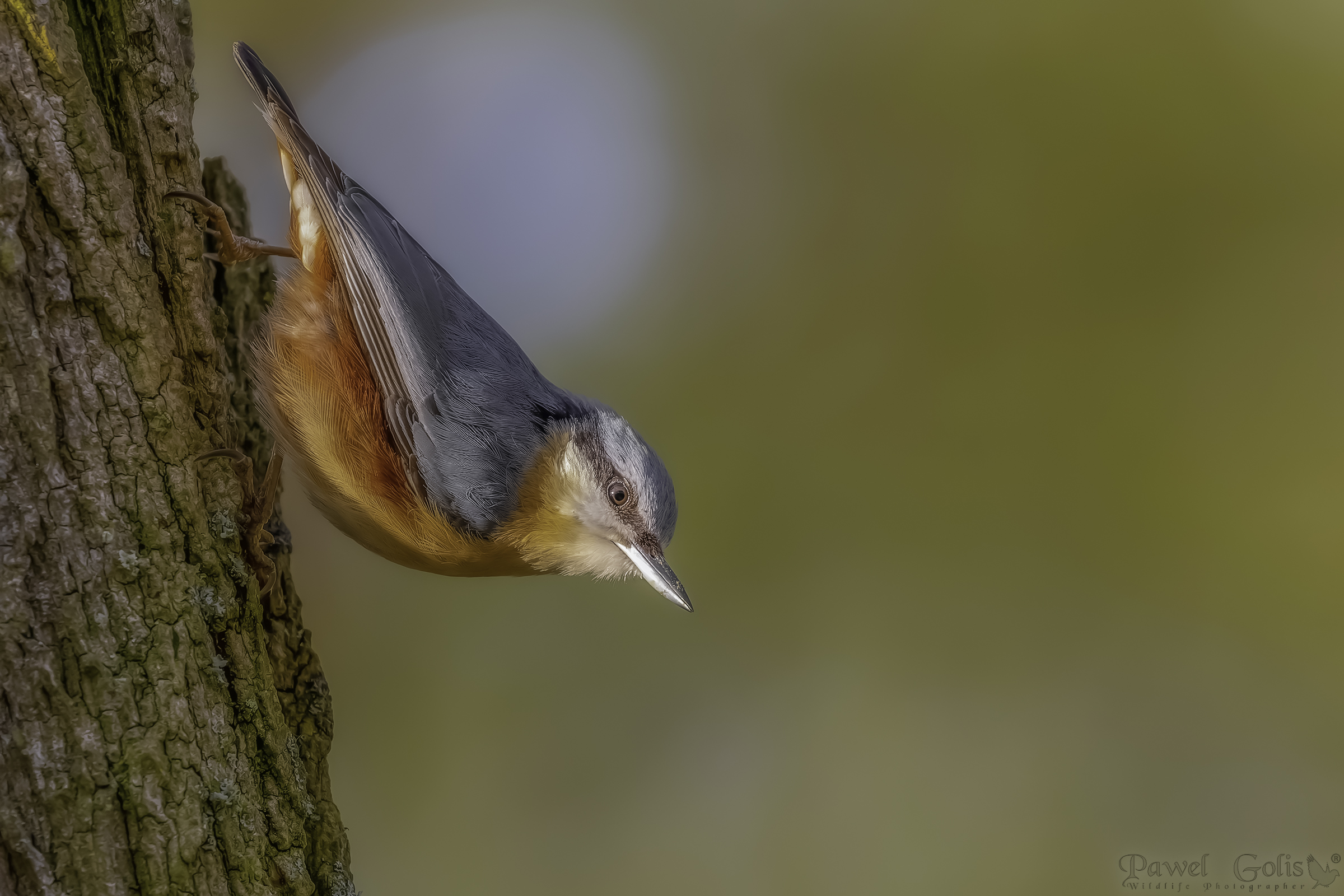 Nuthatch (Sitta europaea)