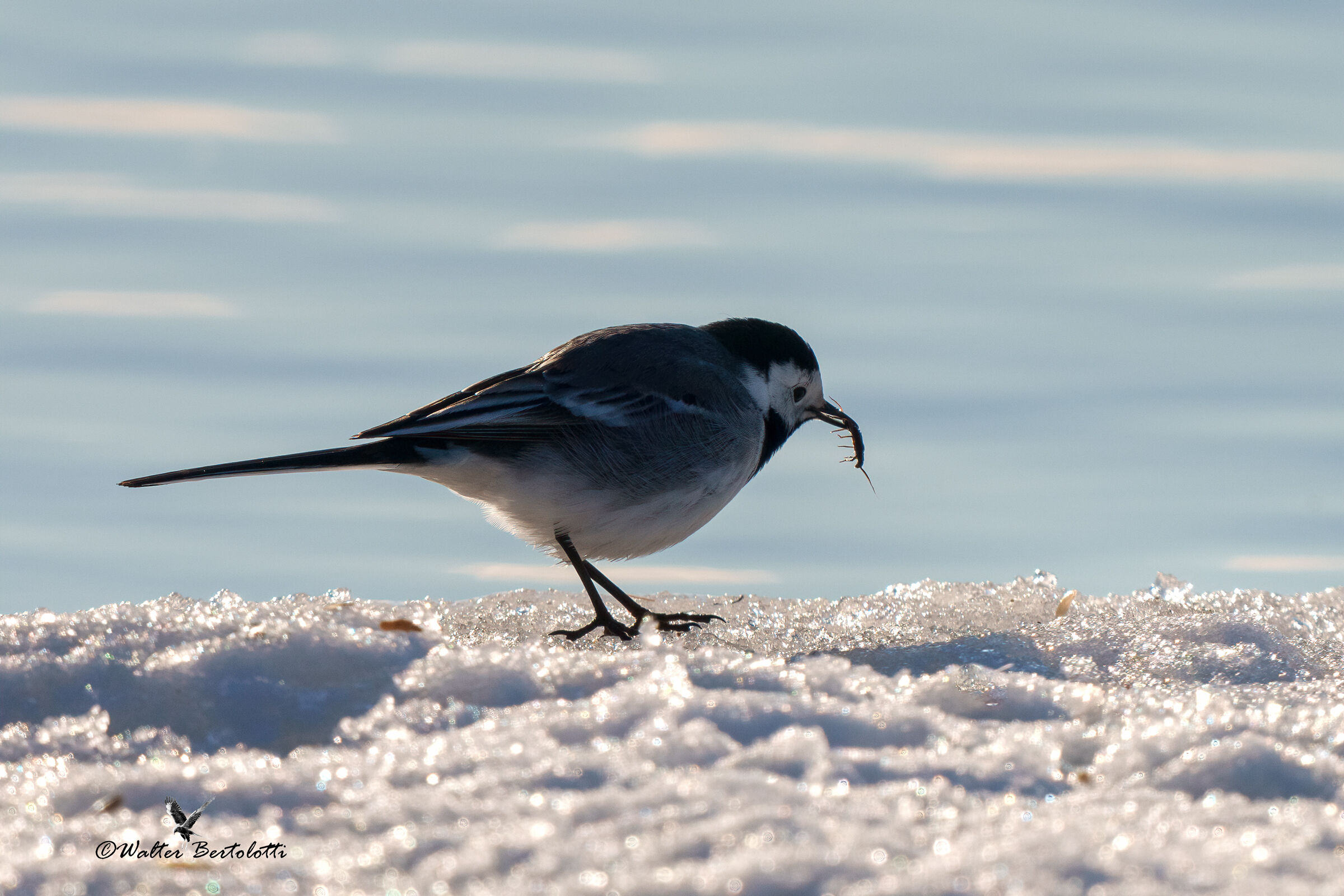 piccola instancabile cacciatrice