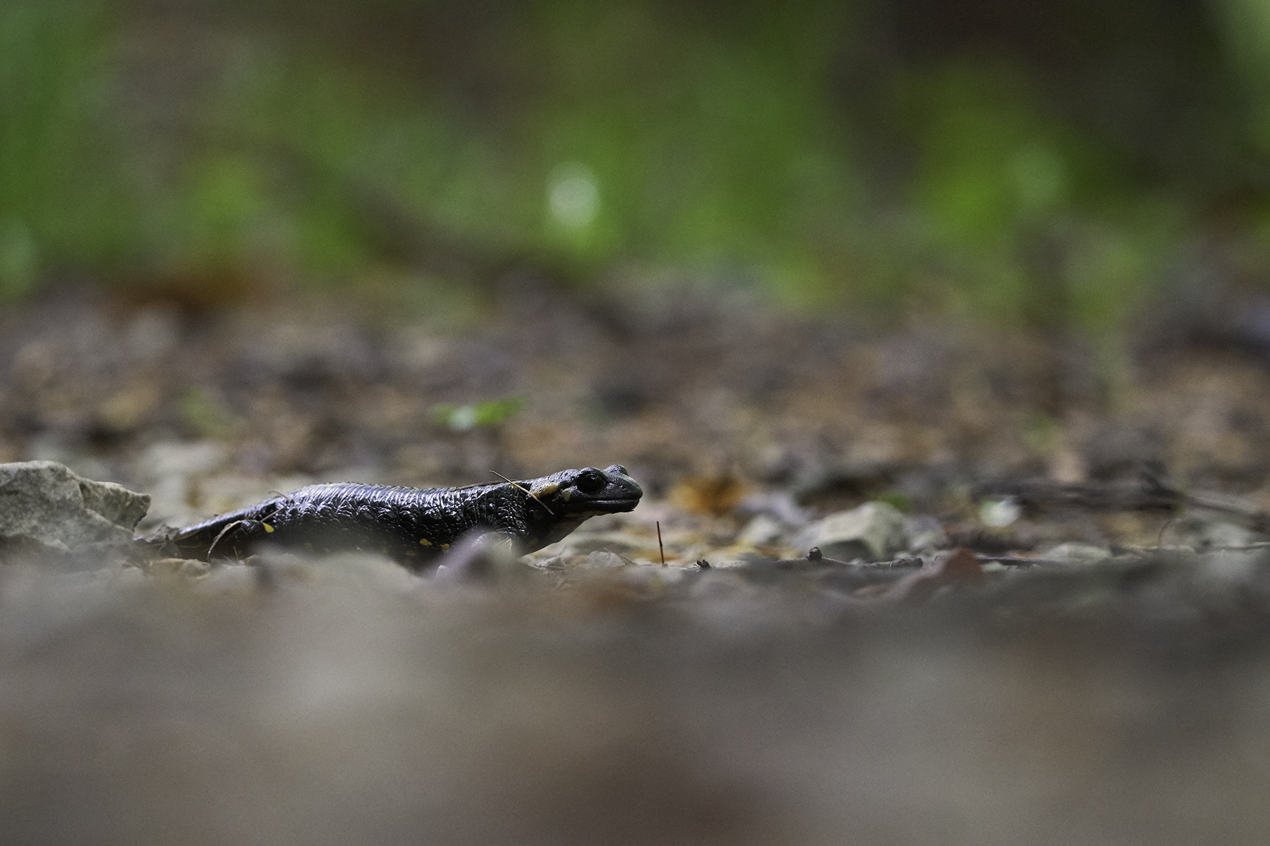 Spotted Salamander