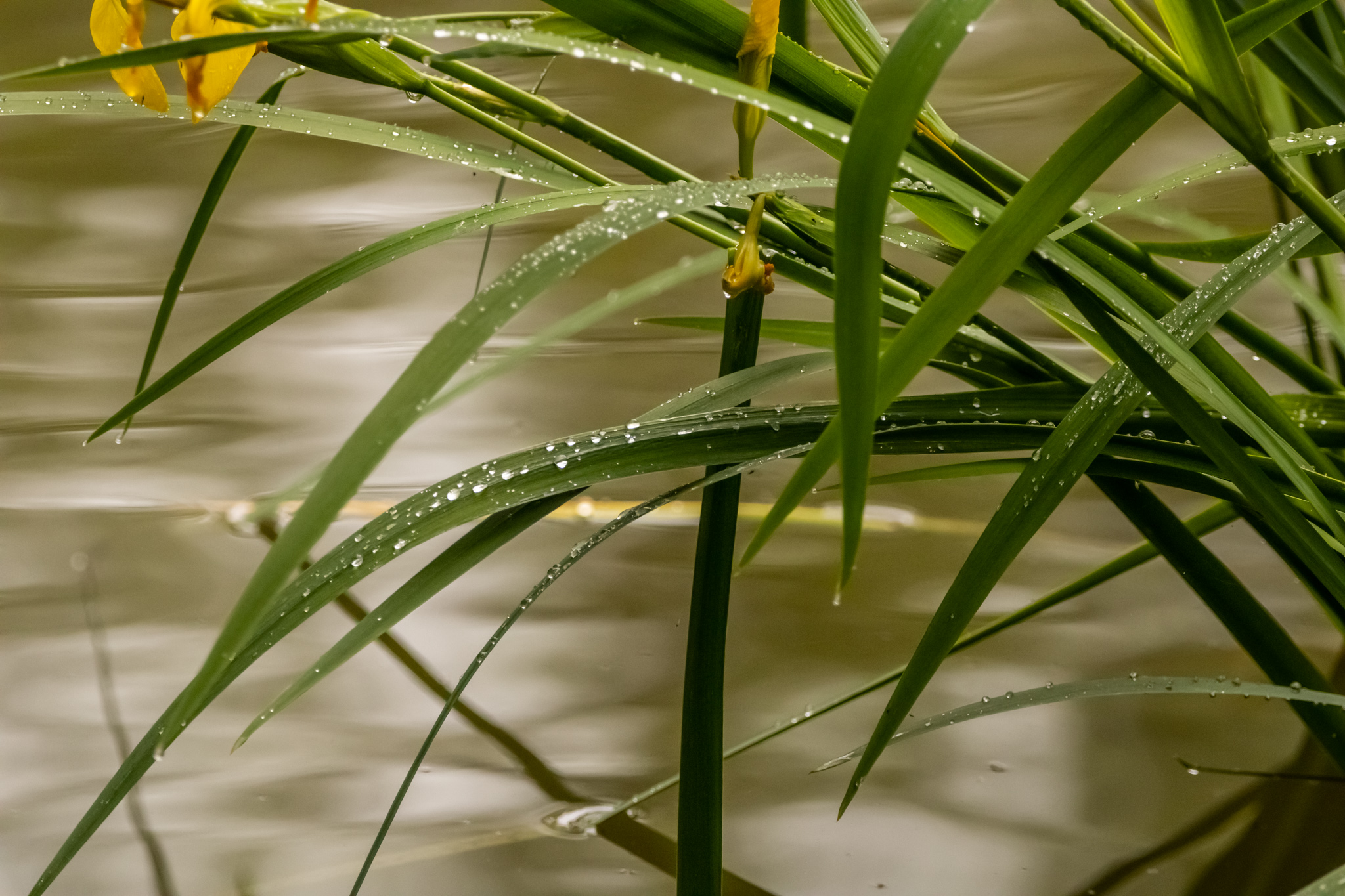 Giaggiolo acquatico