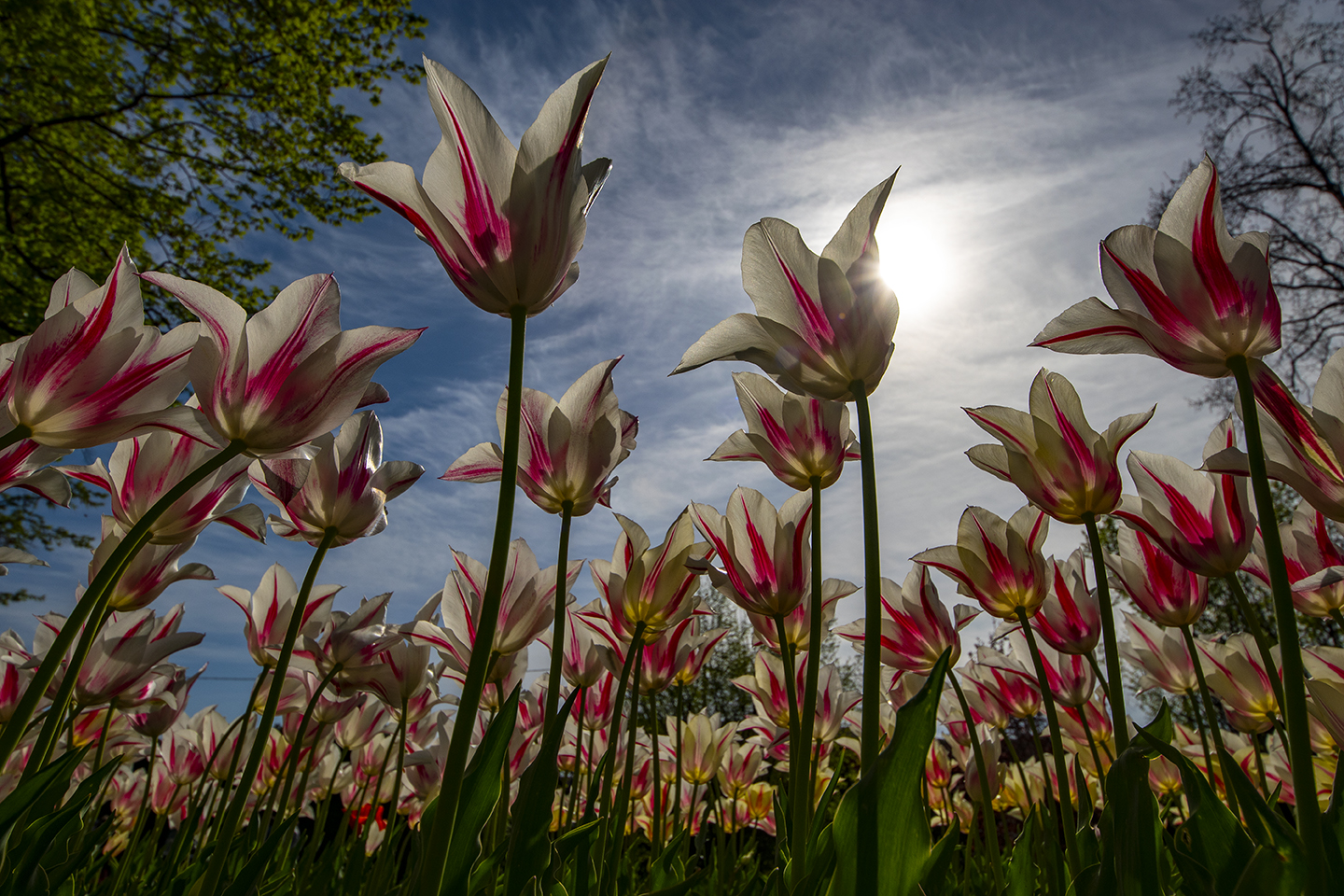 Tulips-Sigurta Park 2