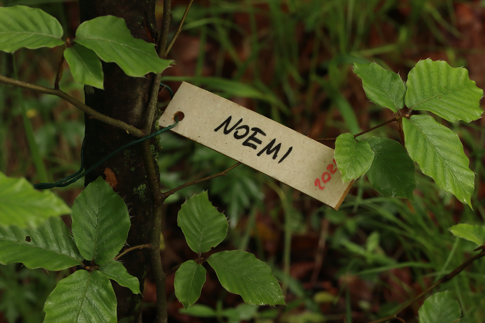 a tree for the last born