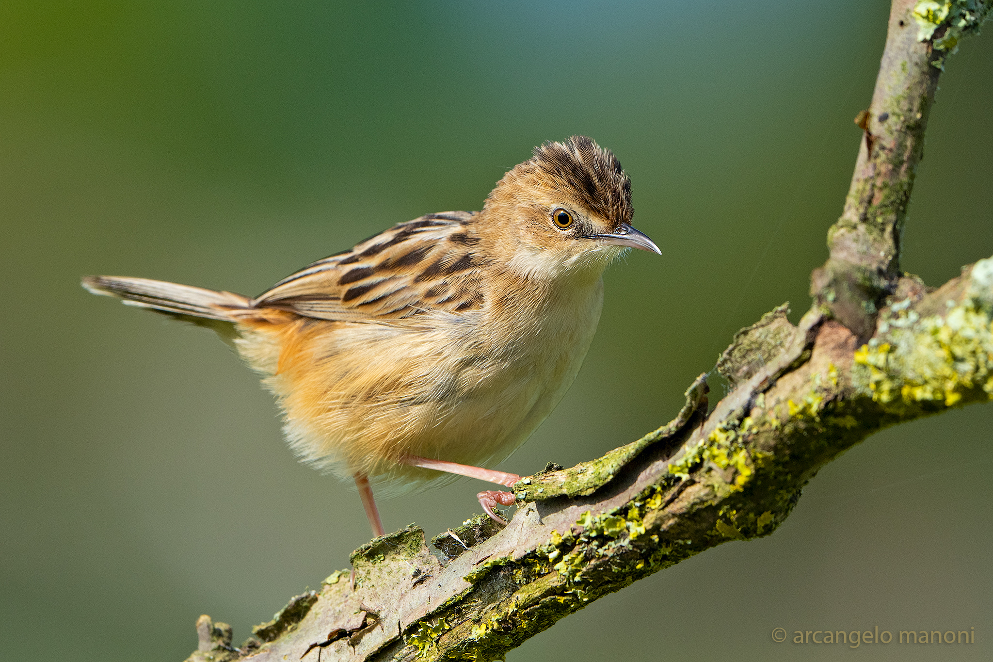 The guarding woodcock