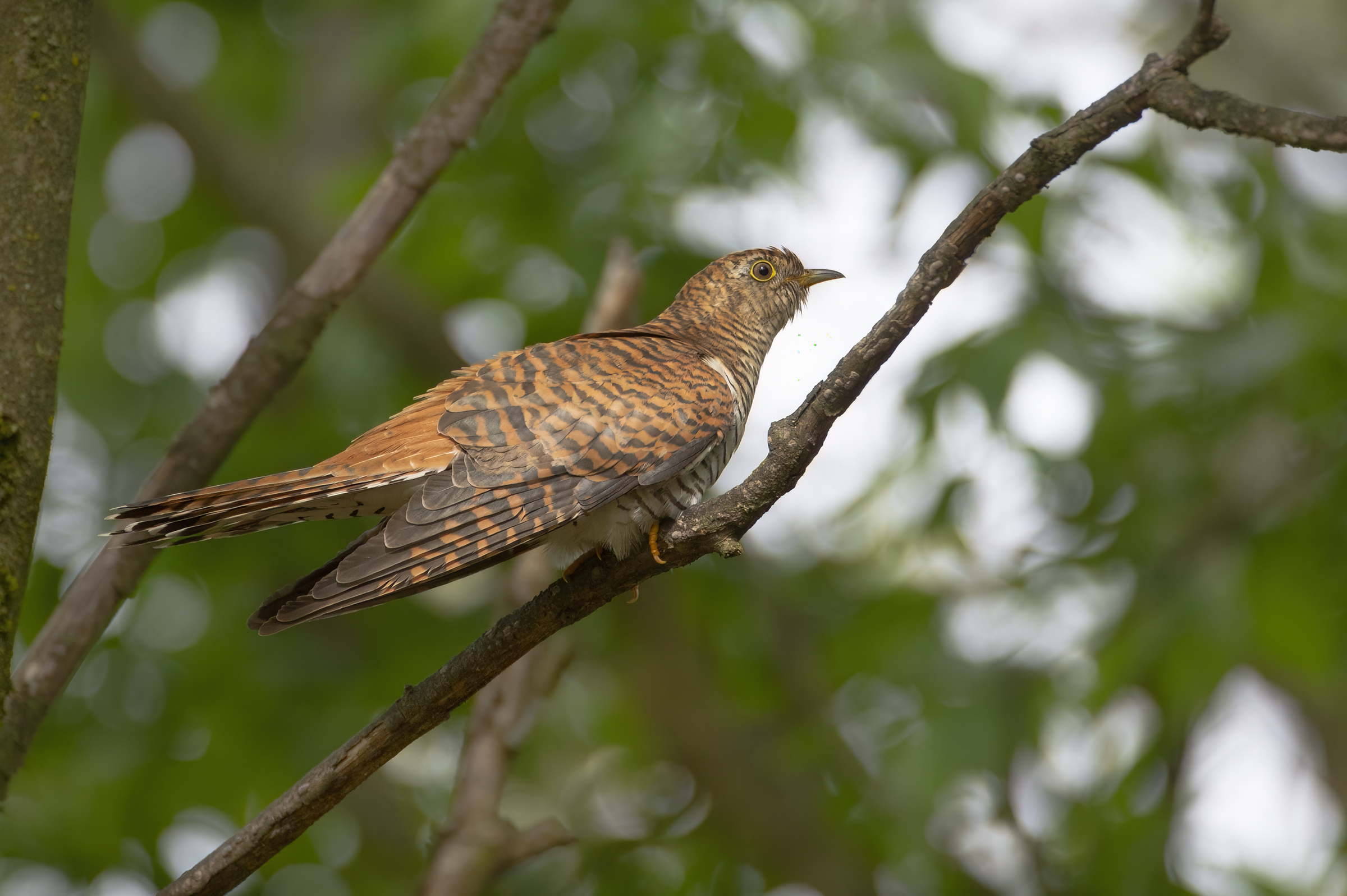 Cuckoo (Cuculus canorus), female