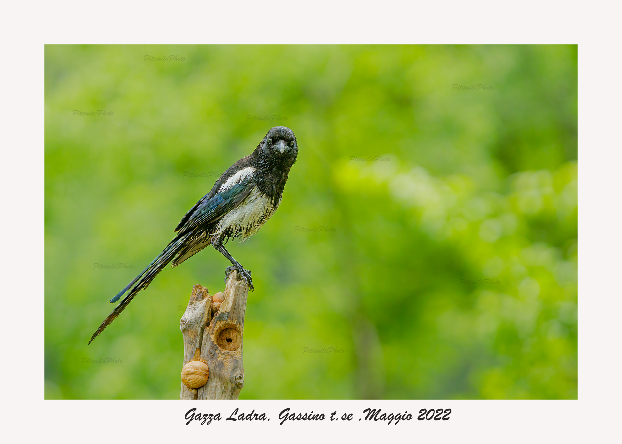 Wet magpie