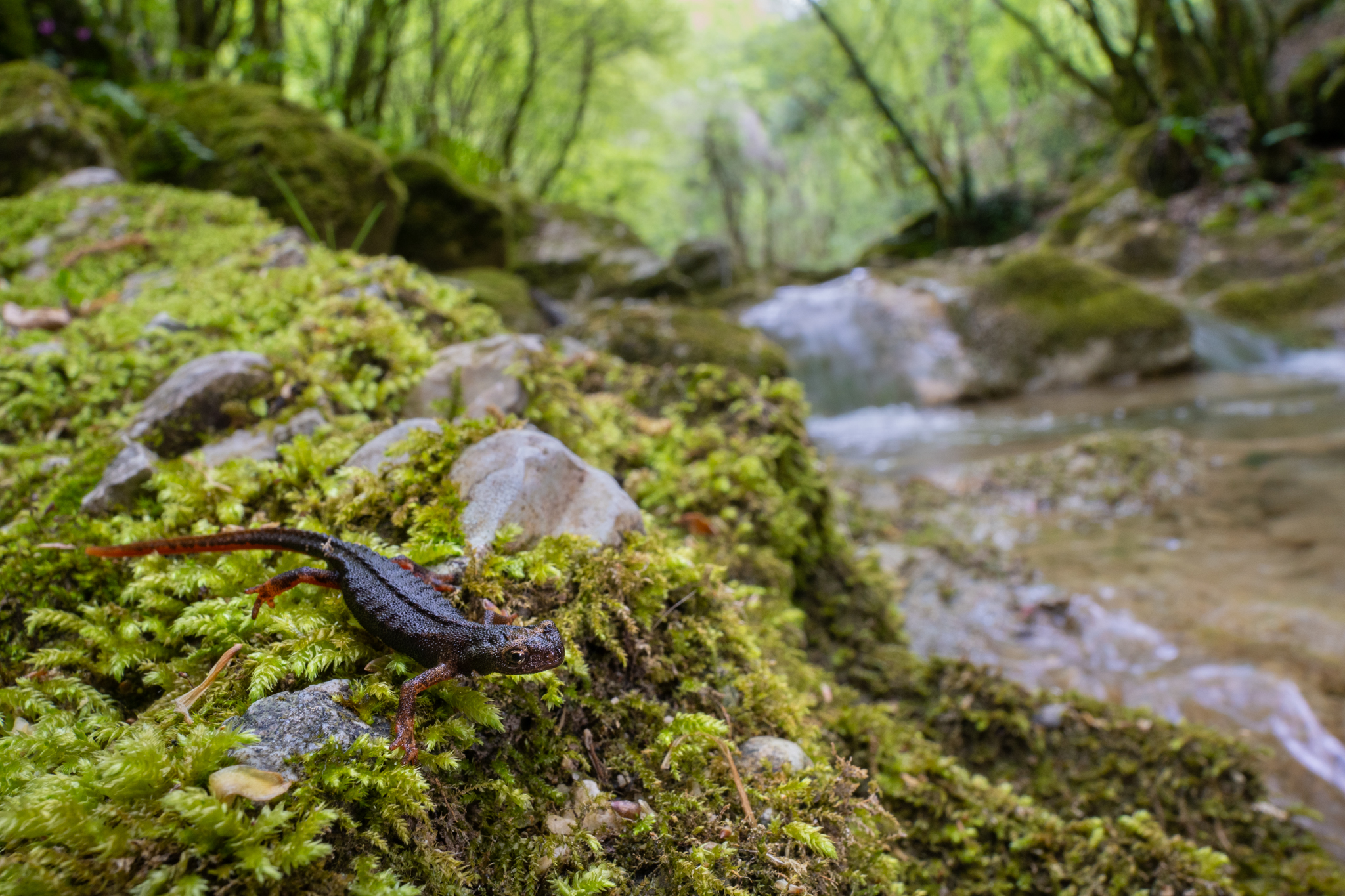 Salamandrina dagli occhiali
