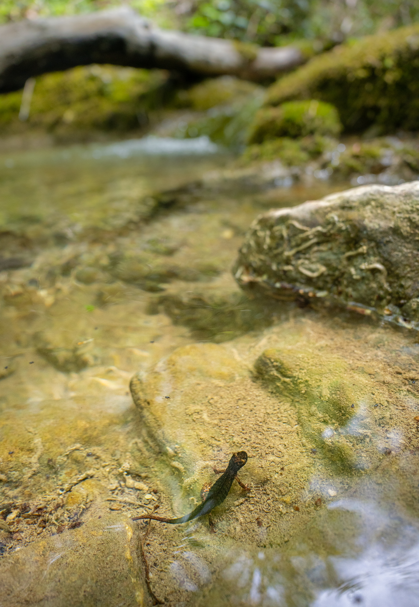 Salamandrina dagli occhiali