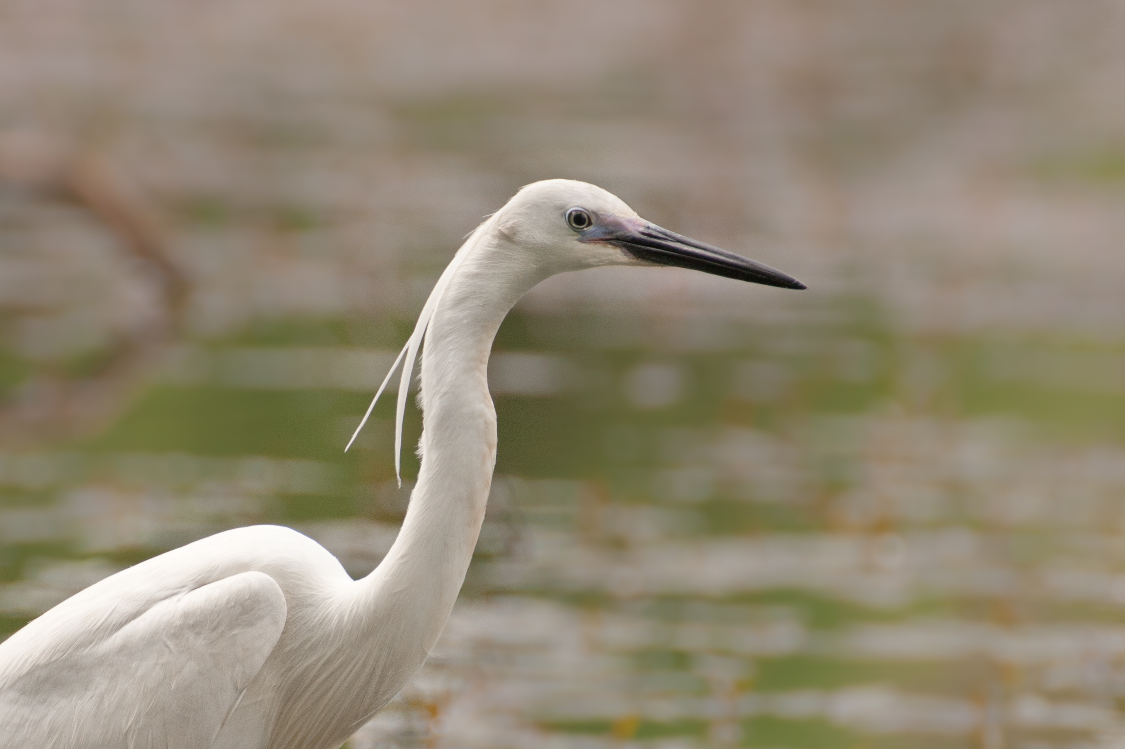 Egretta Curious Egret