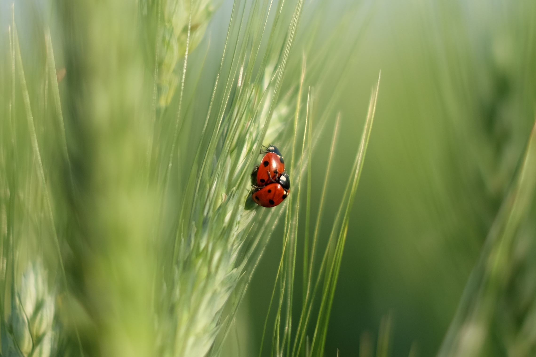 Ladybirds