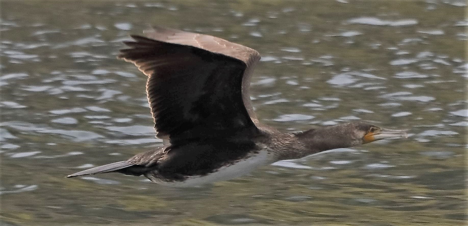 cormorano 06-04-2022