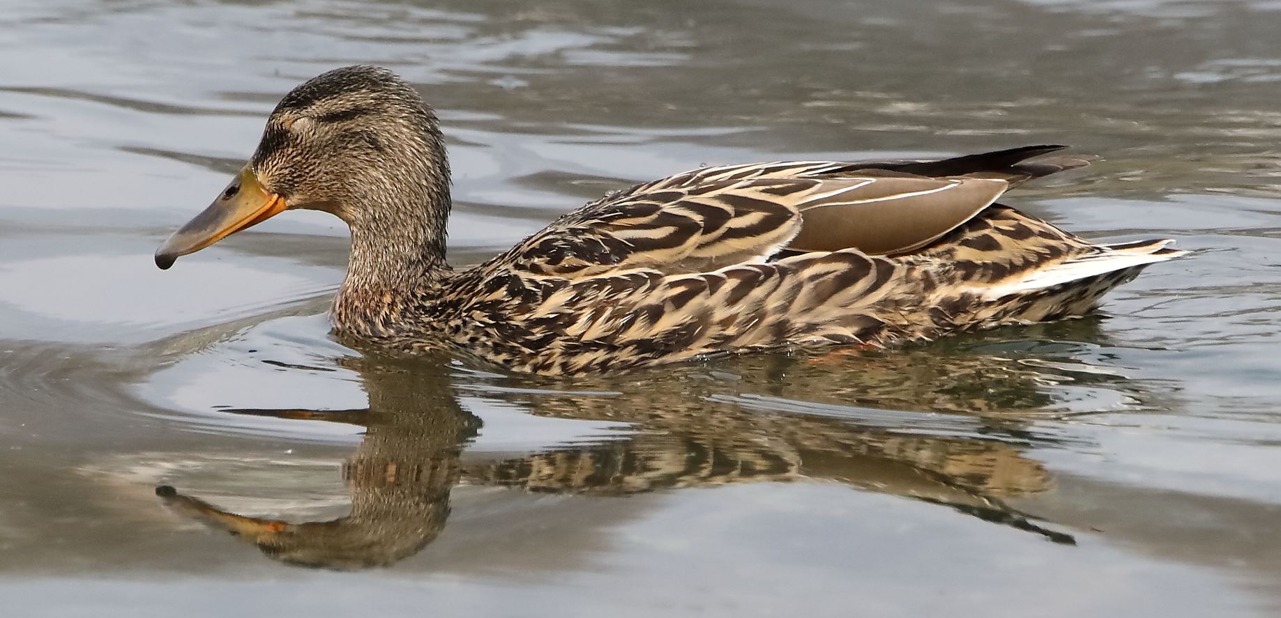 germano F 06-04-2022