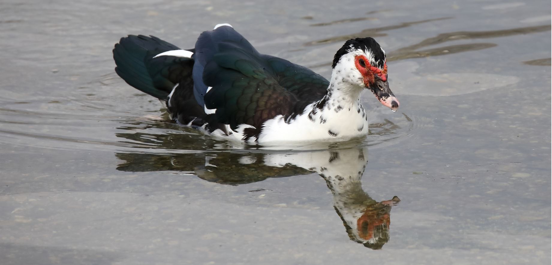 Anatra muta 06-04-2022