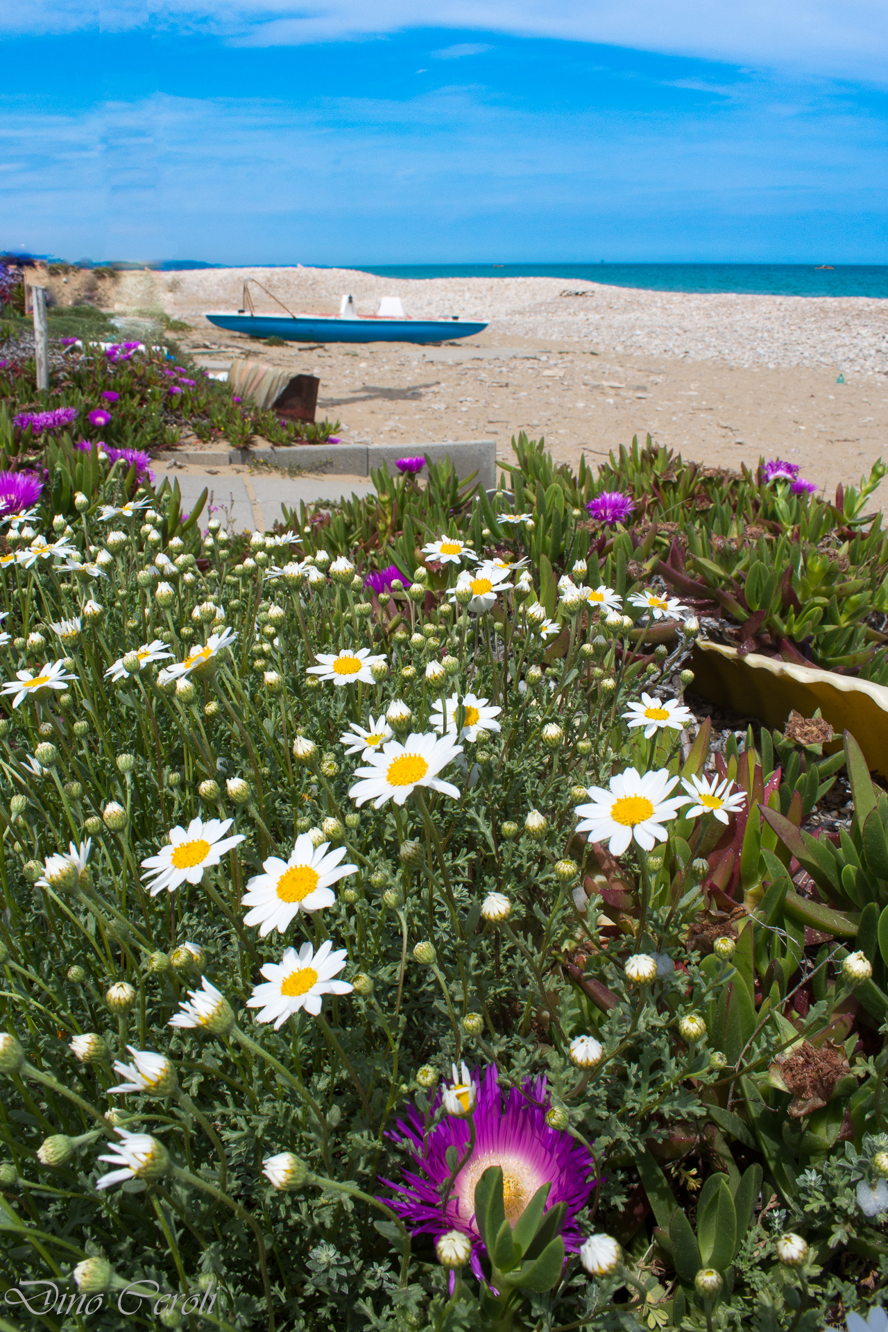 Fioritura in costiera