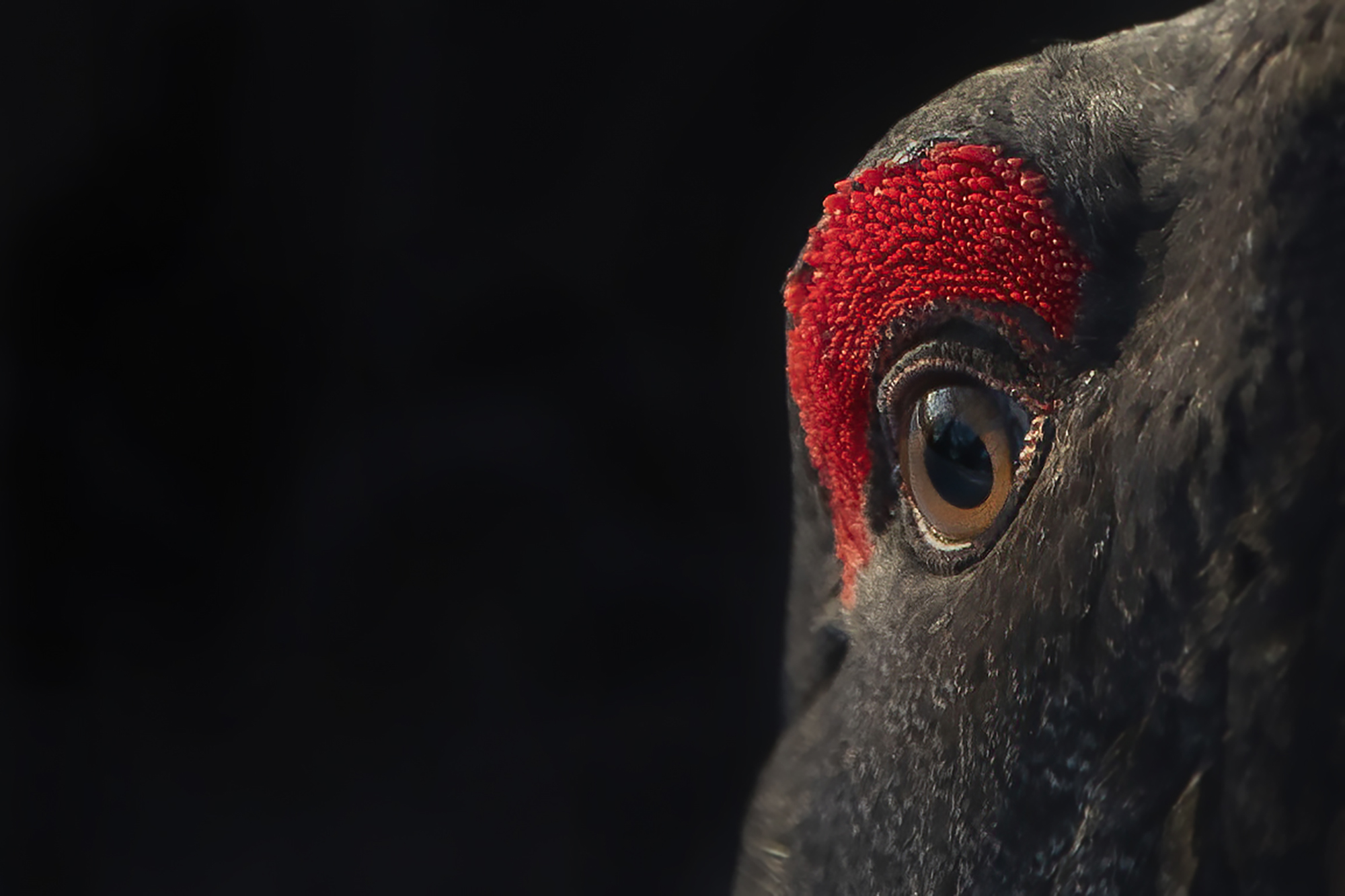 Lo sguardo dell'urogallo