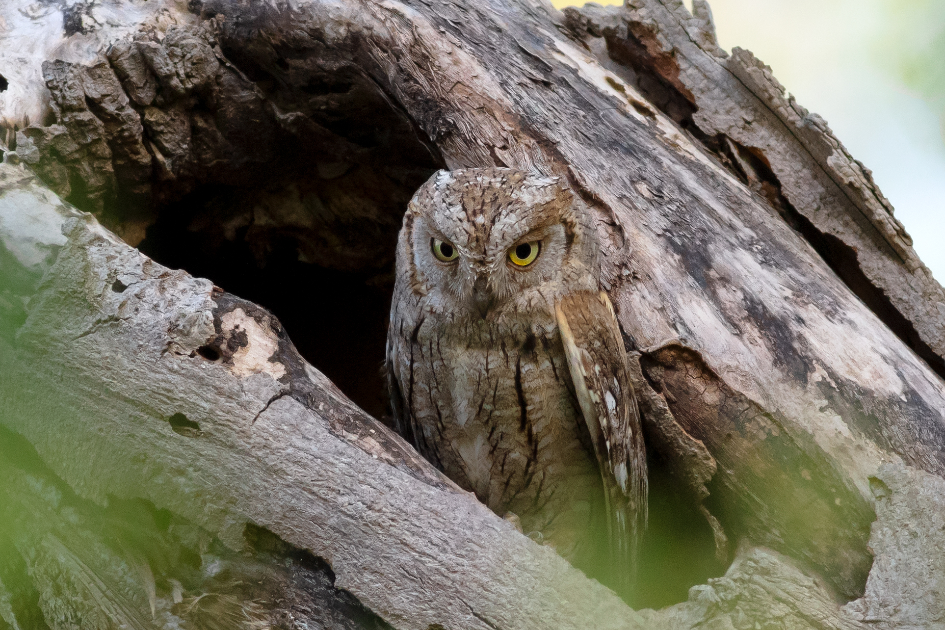 Otus scops (volg.it. Assiolo)