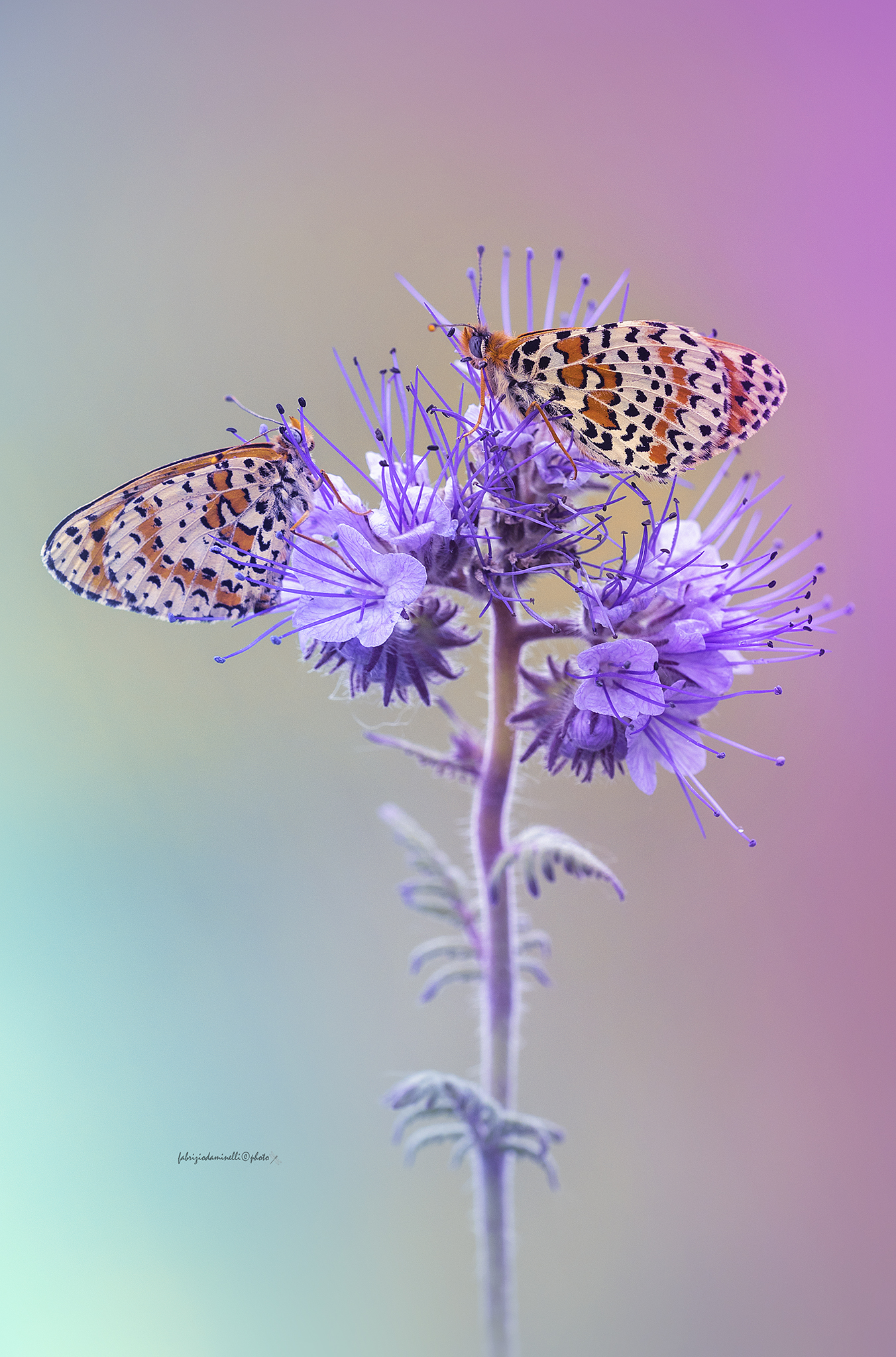 Melitaea didyma