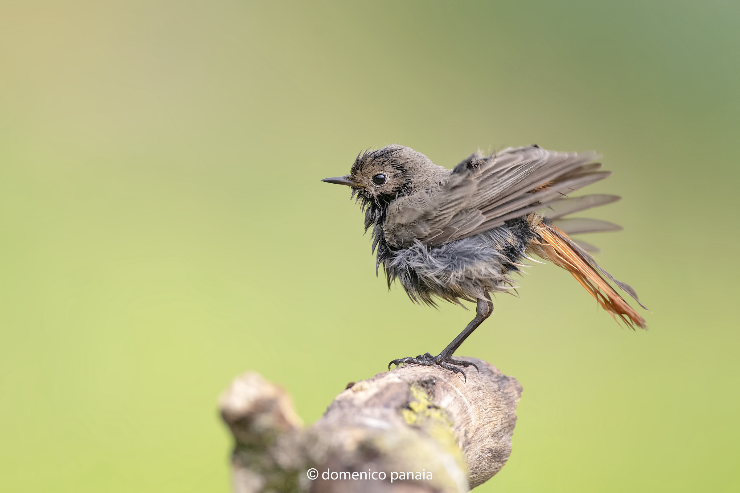 codirosso spazzacamino