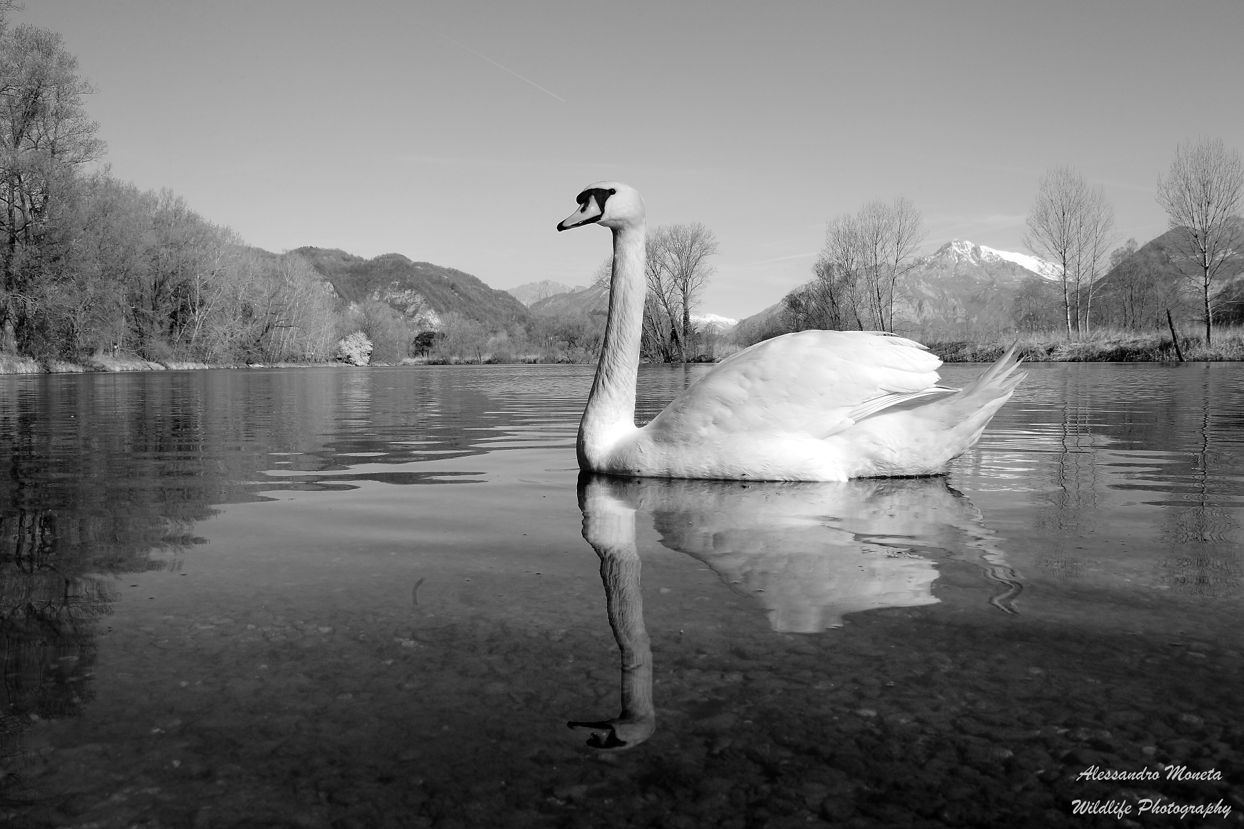 The Swan Adda ver. B / W