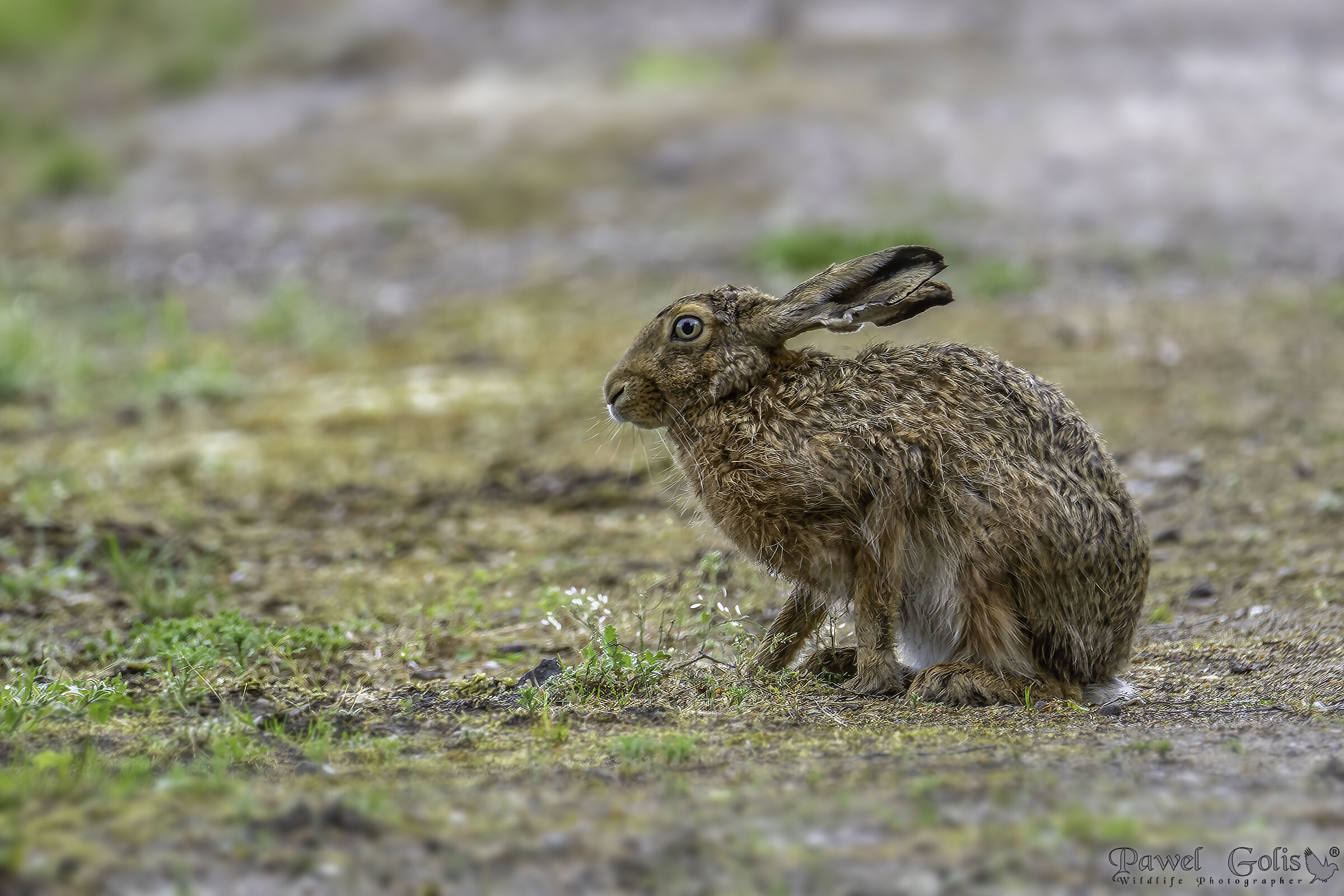 lepre uropea (Lepus europaeus)